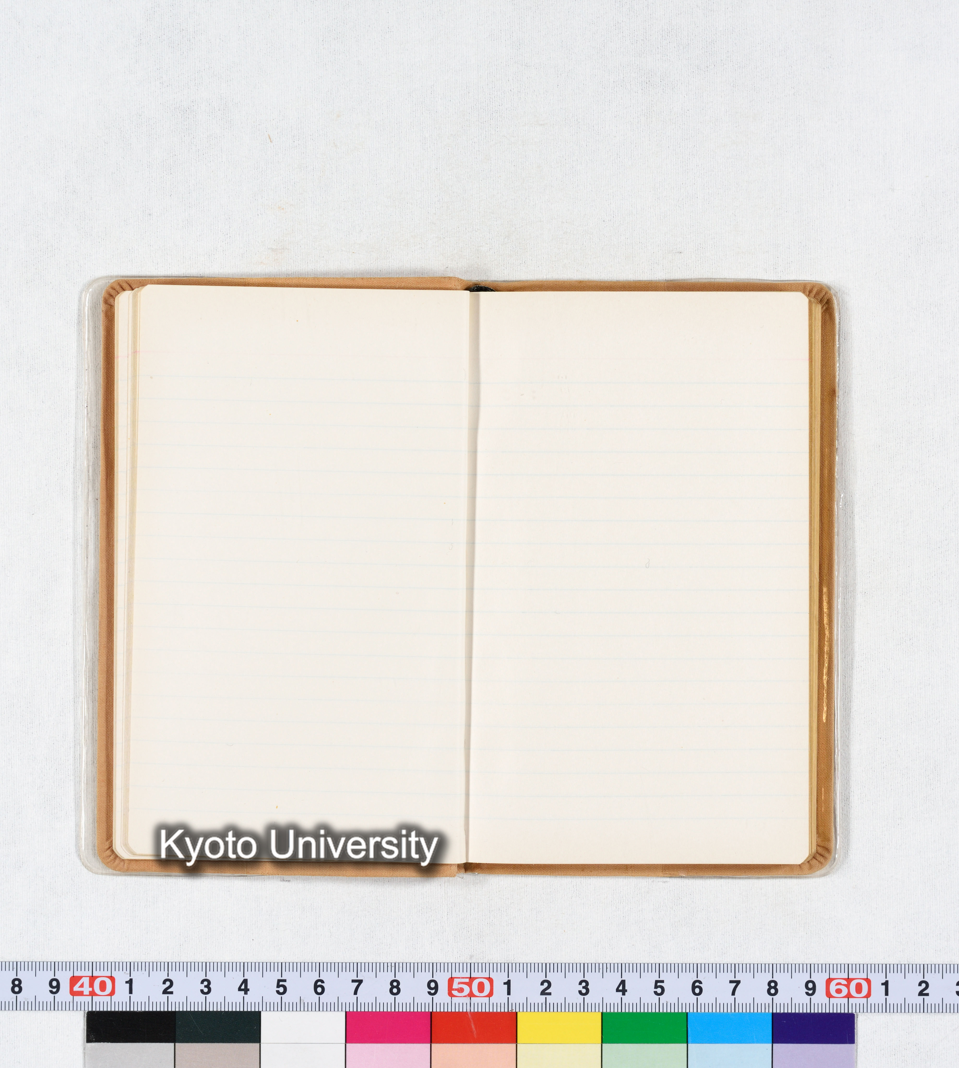 ［トウモロコシ］ (21)