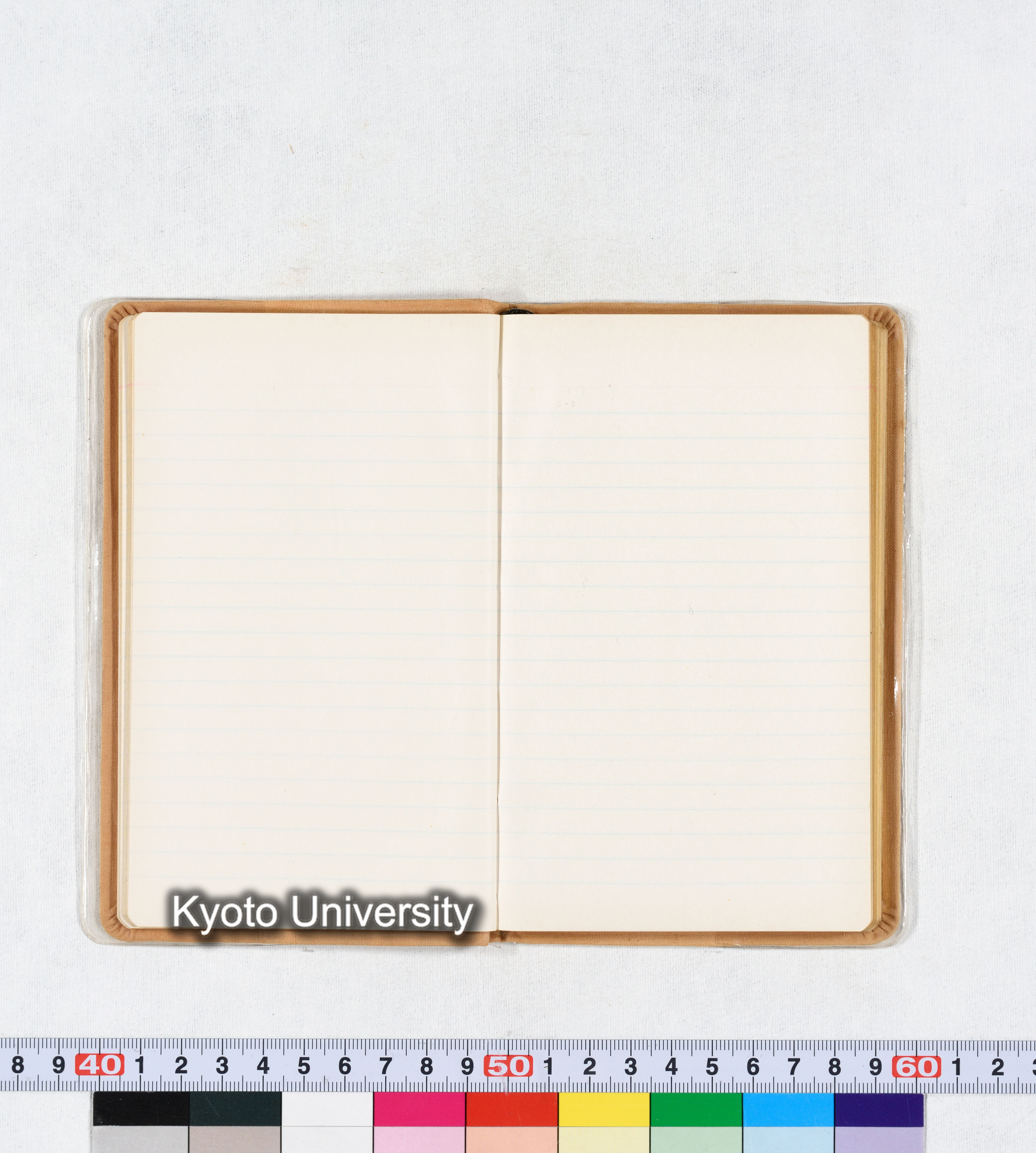 ［トウモロコシ］ (24)