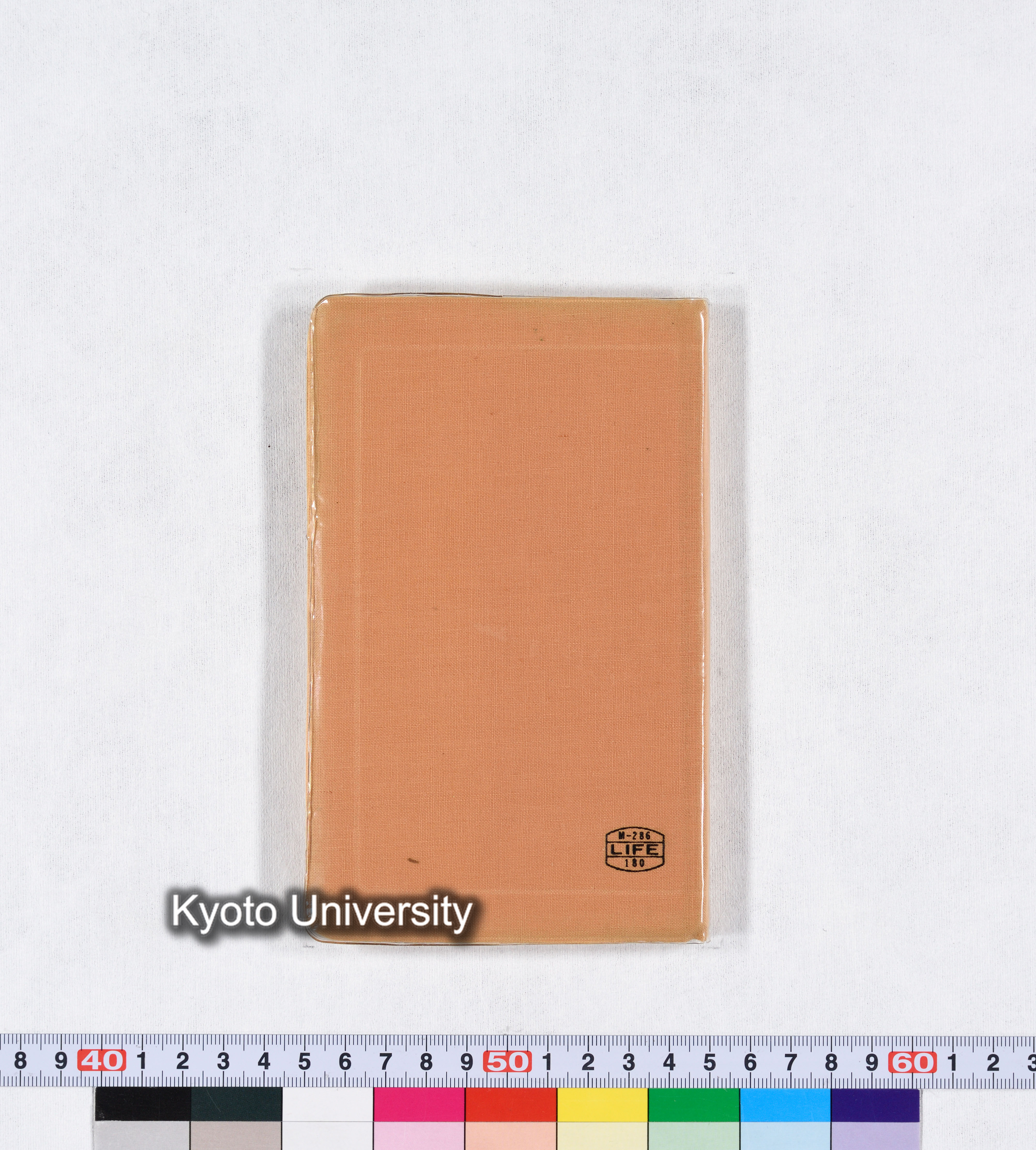 ［トウモロコシ］ (28)