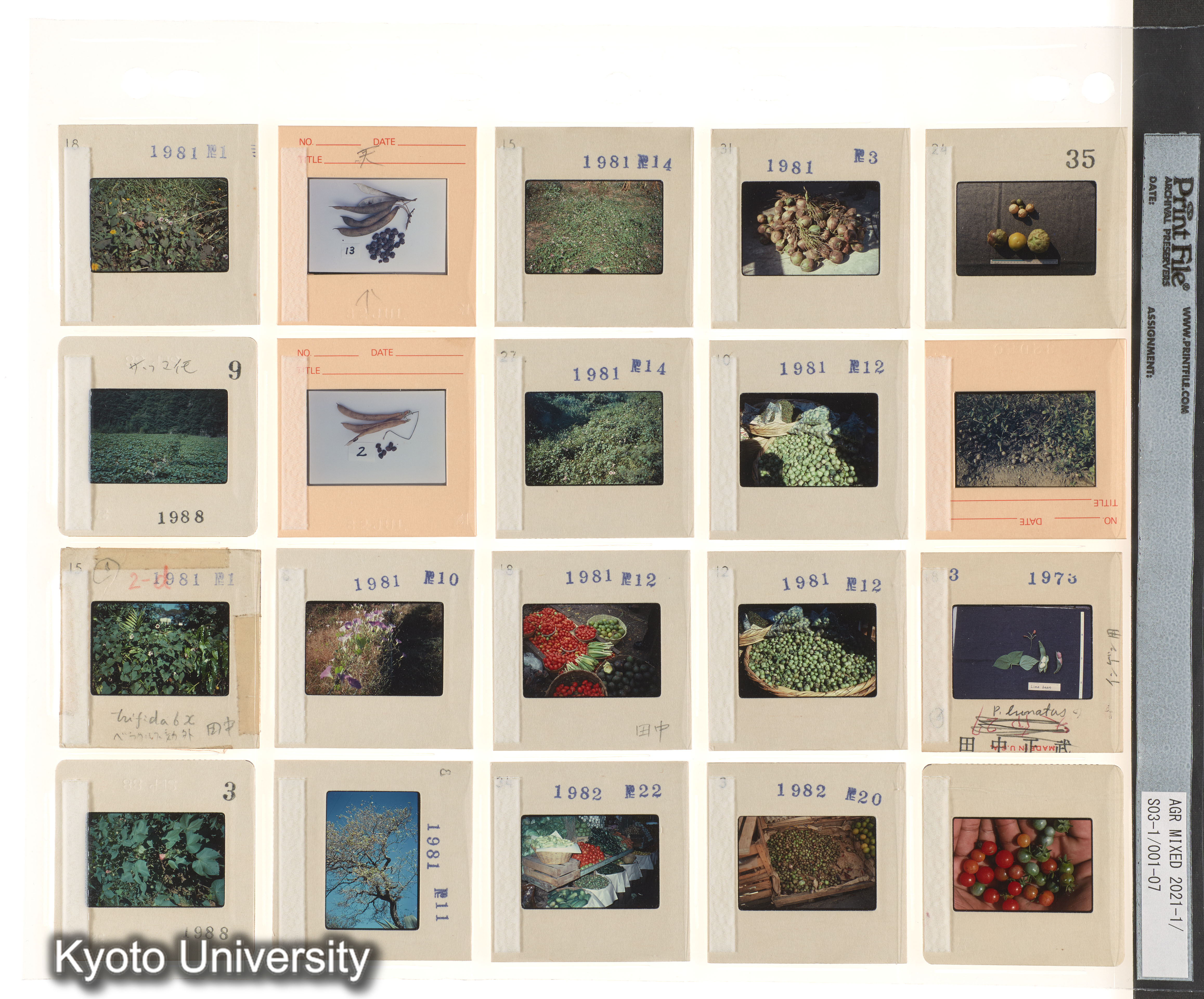 ［中南米；栽培植物；Aegilops；コムギ；プレゼン資料］ (1)