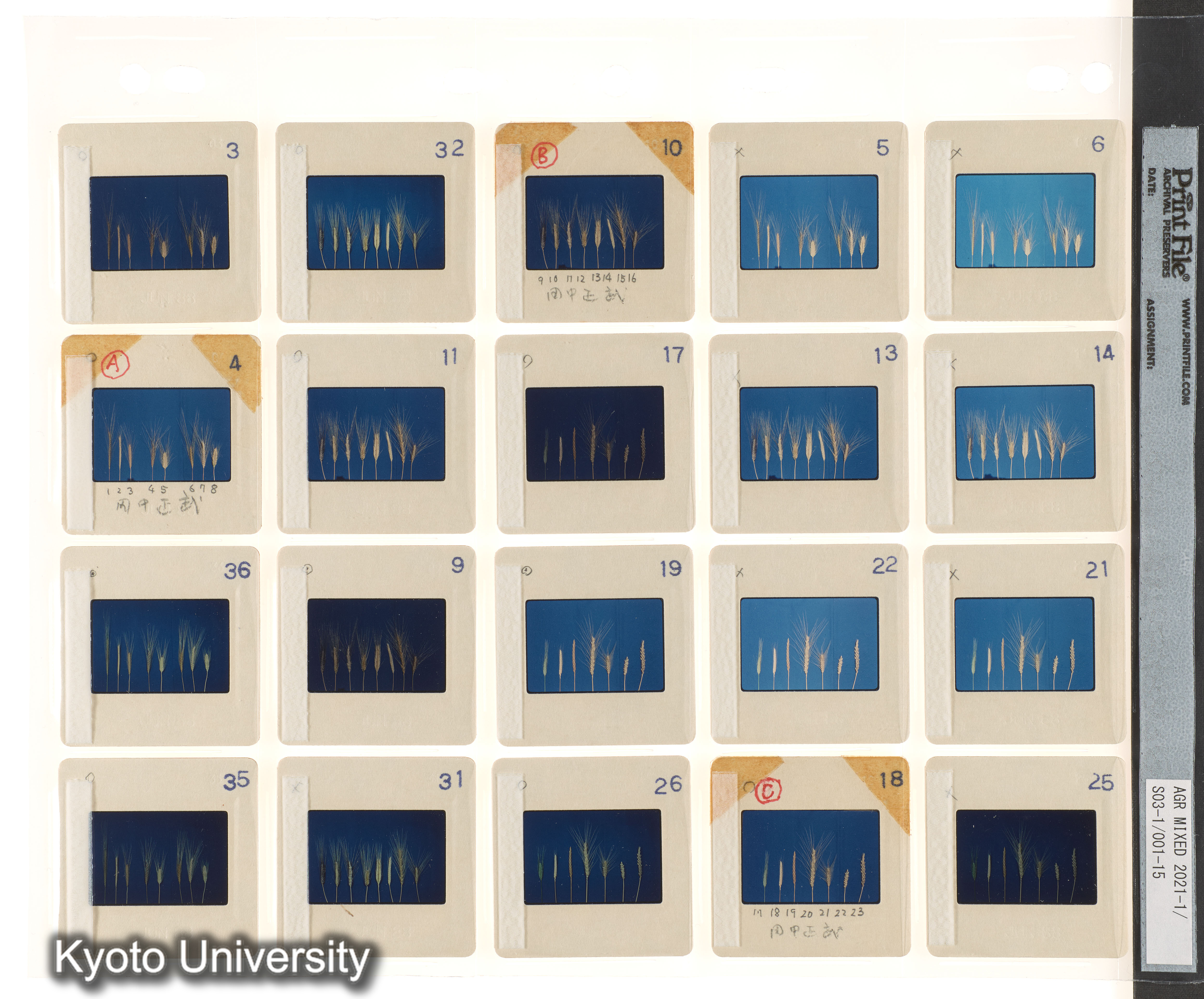 ［中南米；栽培植物；Aegilops；コムギ；プレゼン資料］ (2)