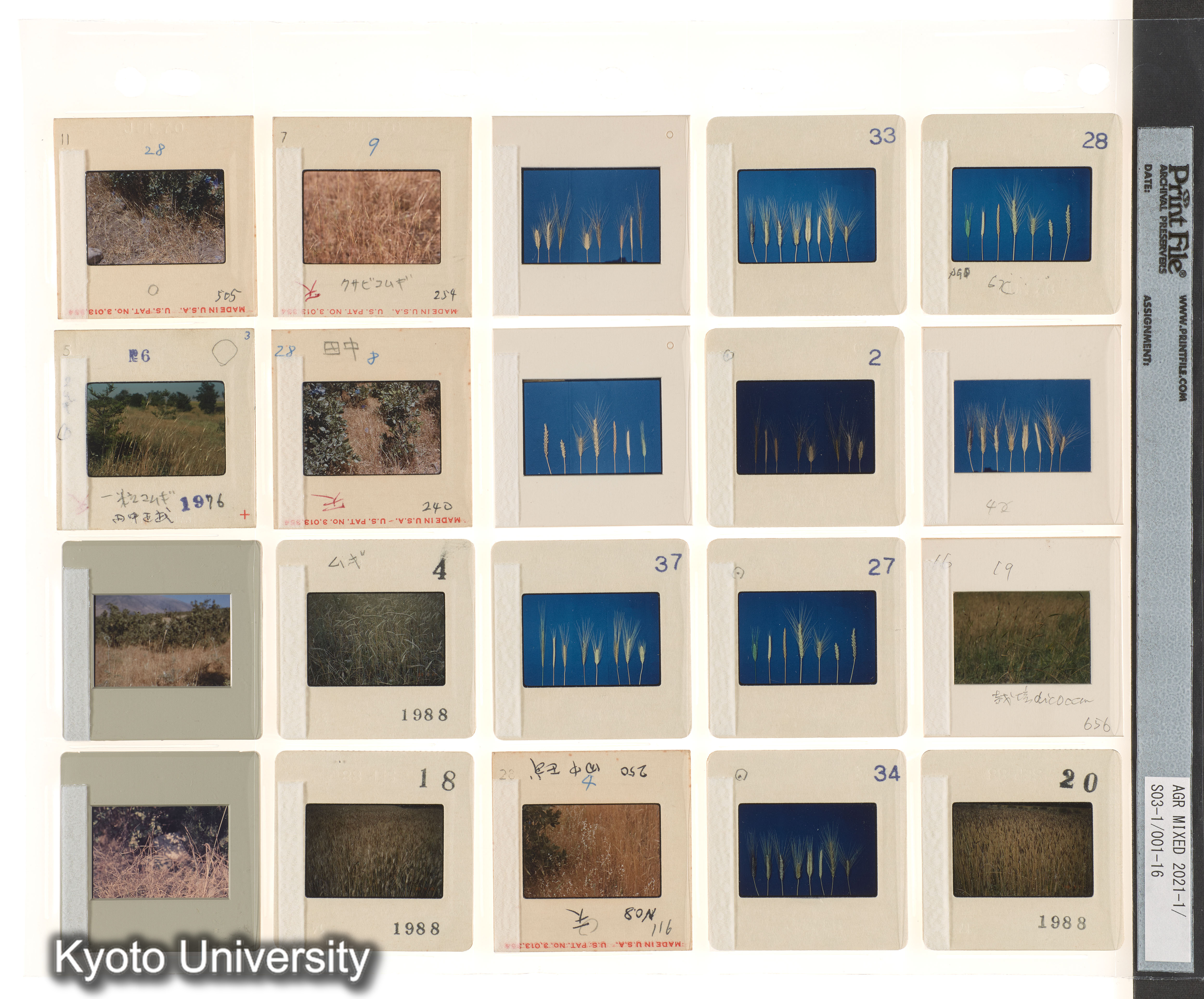 ［中南米；栽培植物；Aegilops；コムギ；プレゼン資料］ (3)