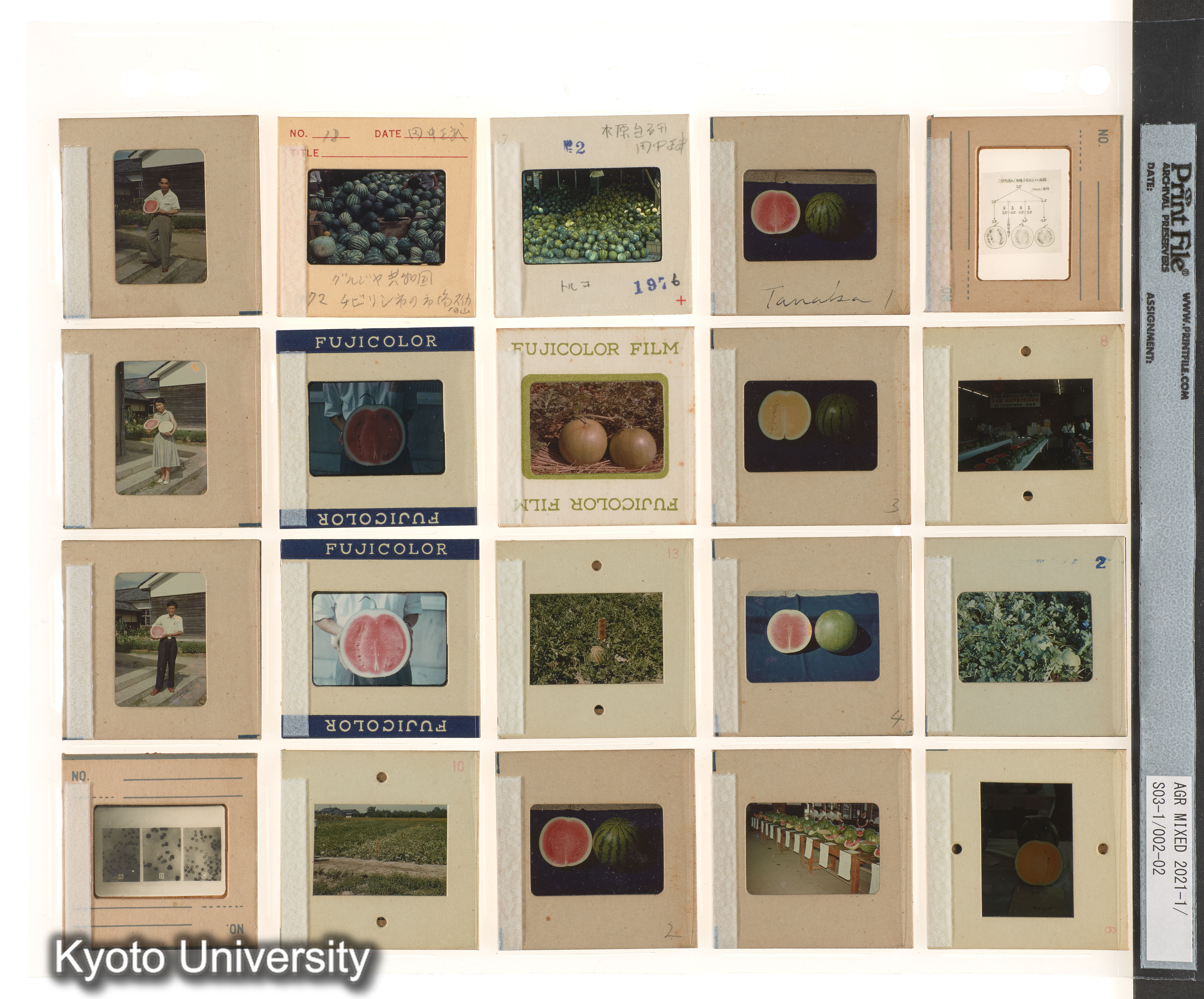 ［BEMの各種採集視点；種なしスイカ；中南米有用植物］ (2)