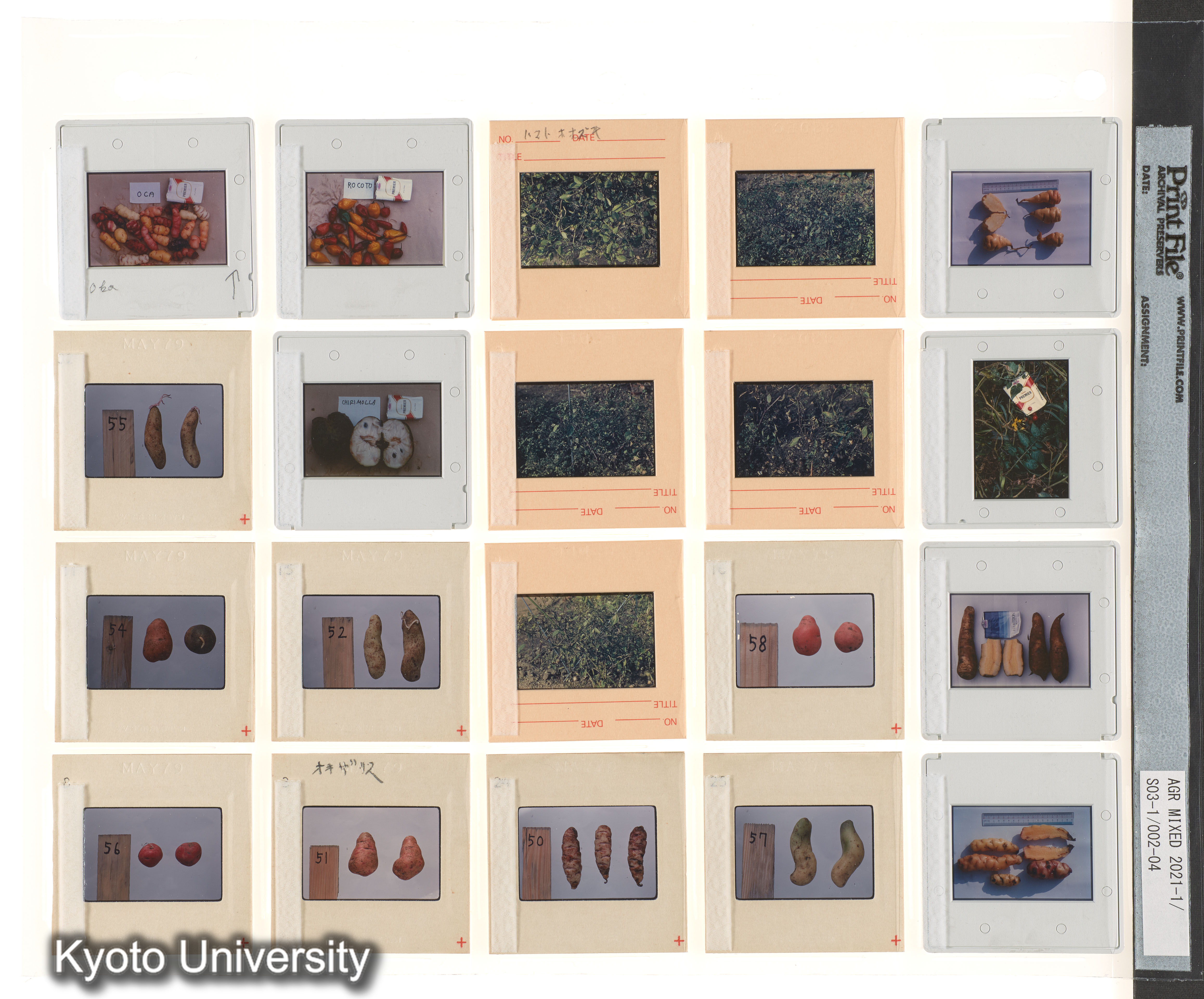 ［BEMの各種採集視点；種なしスイカ；中南米有用植物］ (3)