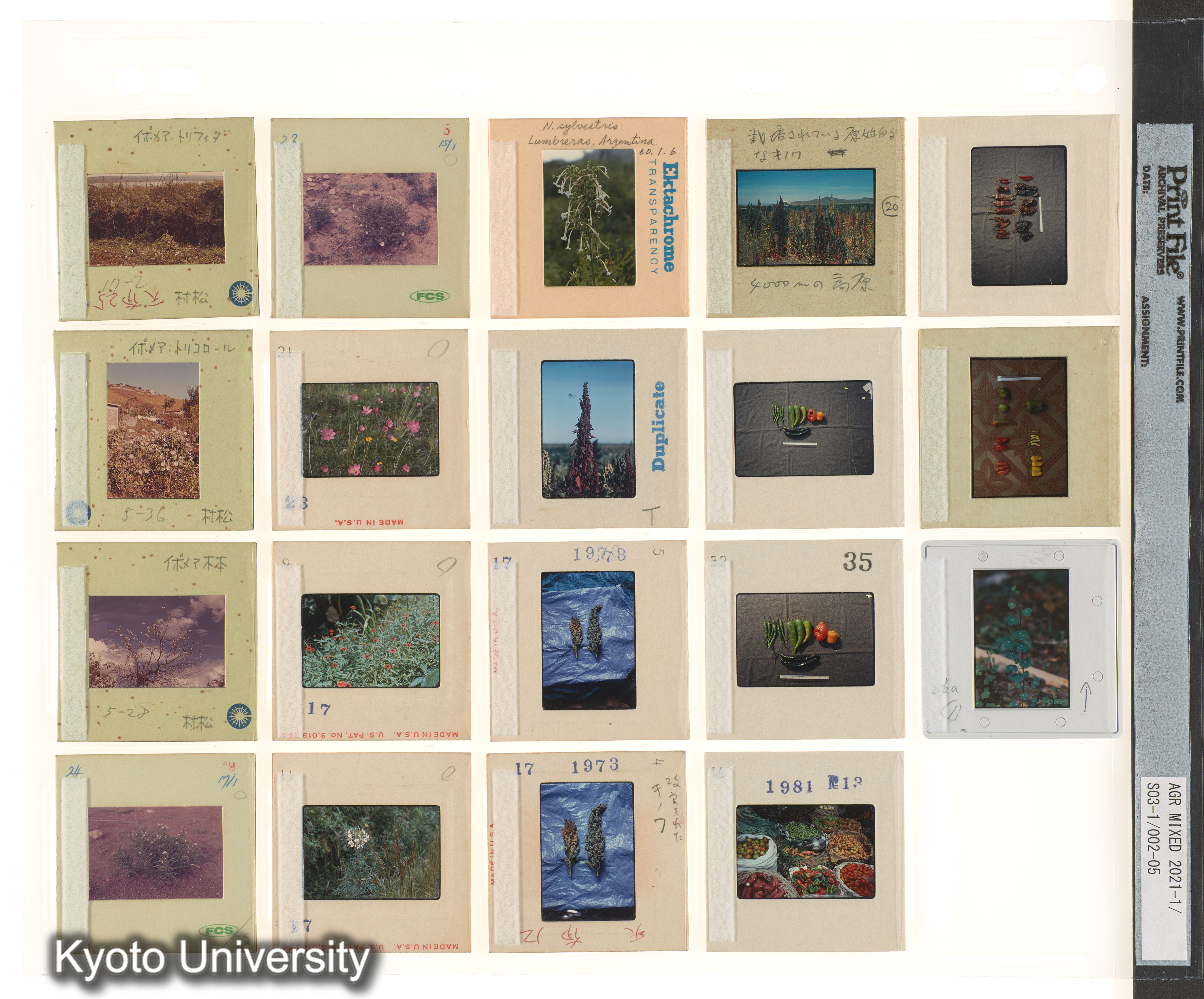 ［BEMの各種採集視点；種なしスイカ；中南米有用植物］ (4)