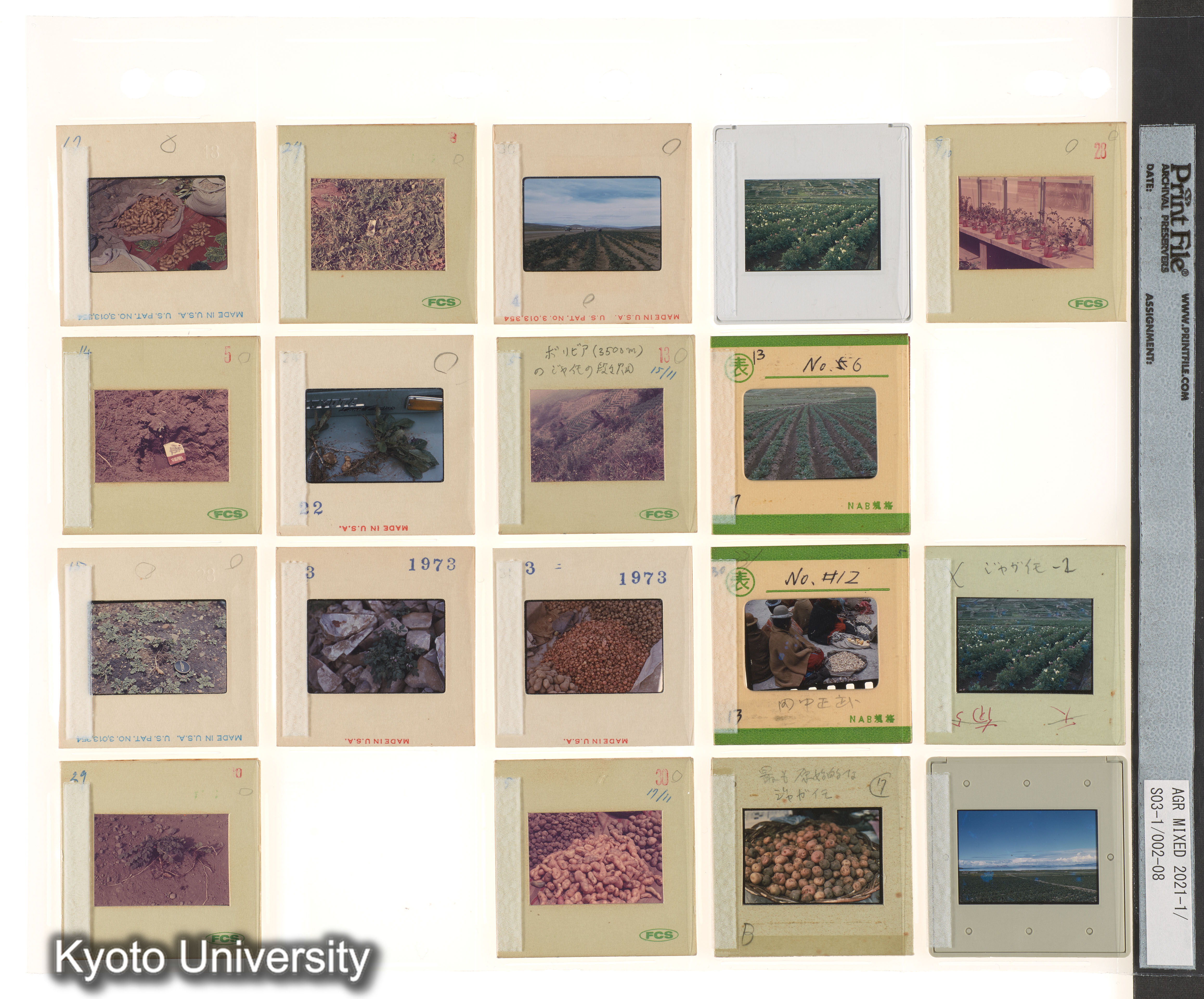 ［BEMの各種採集視点；種なしスイカ；中南米有用植物］ (5)