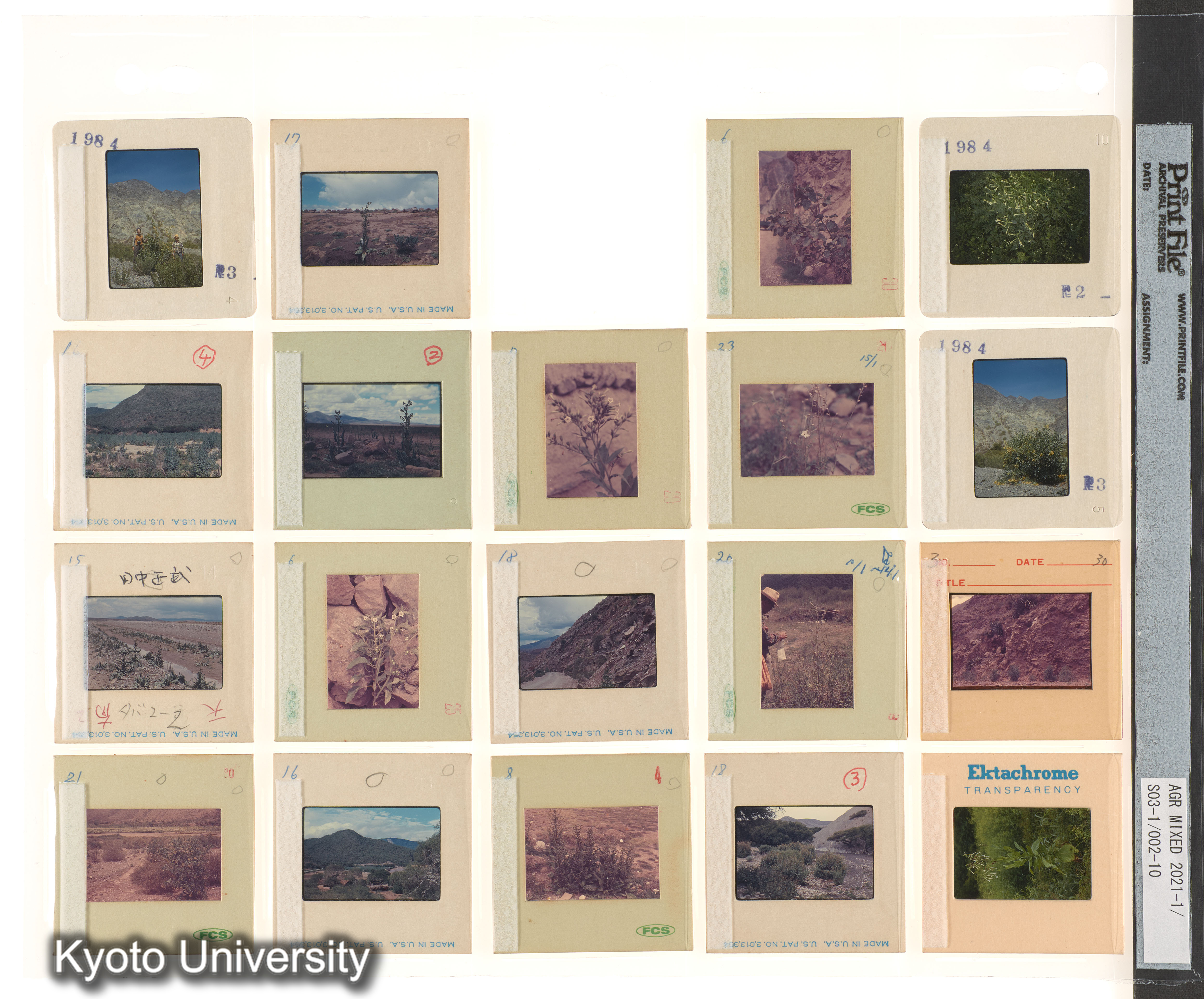 ［BEMの各種採集視点；種なしスイカ；中南米有用植物］ (6)