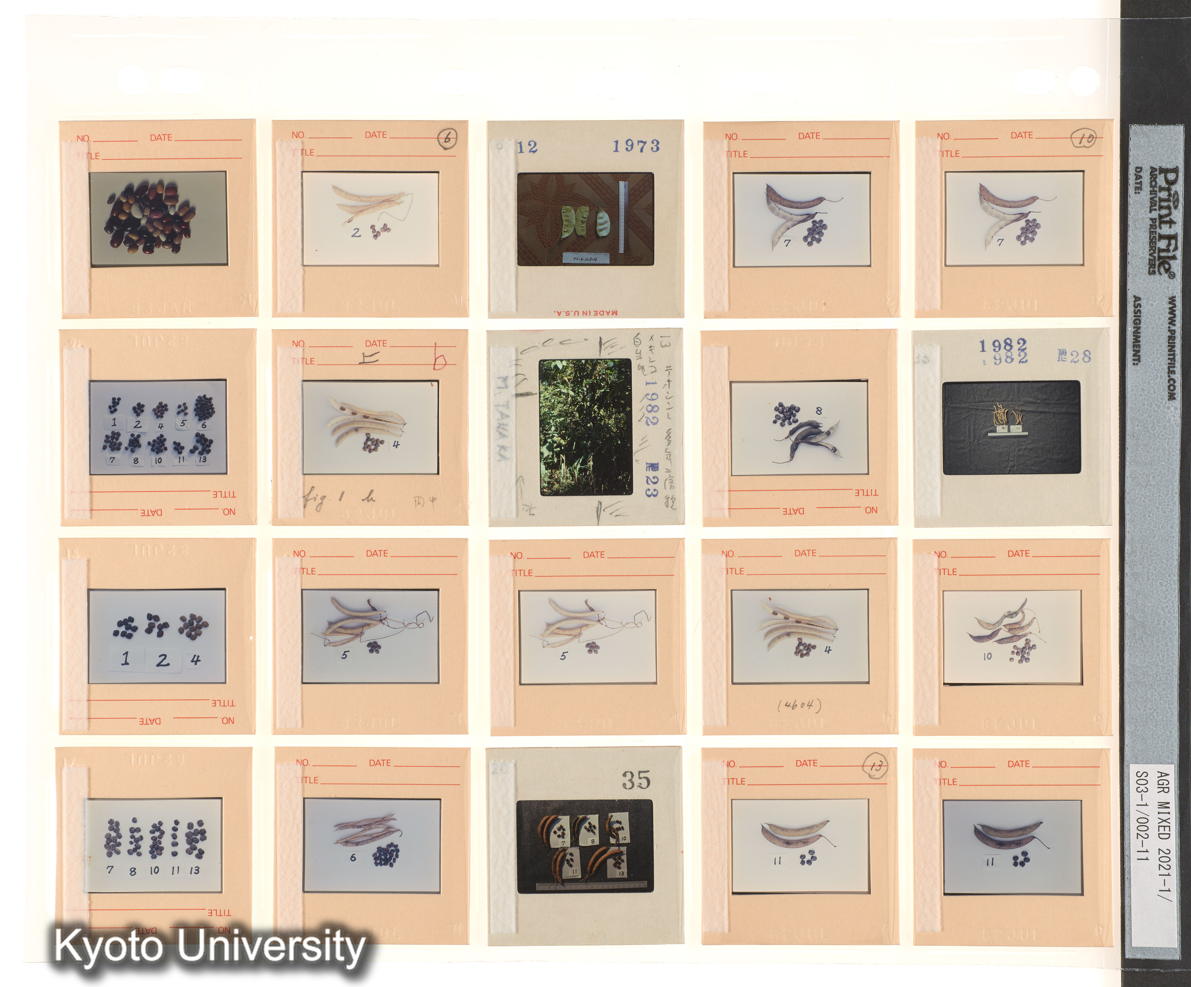 ［BEMの各種採集視点；種なしスイカ；中南米有用植物］ (7)