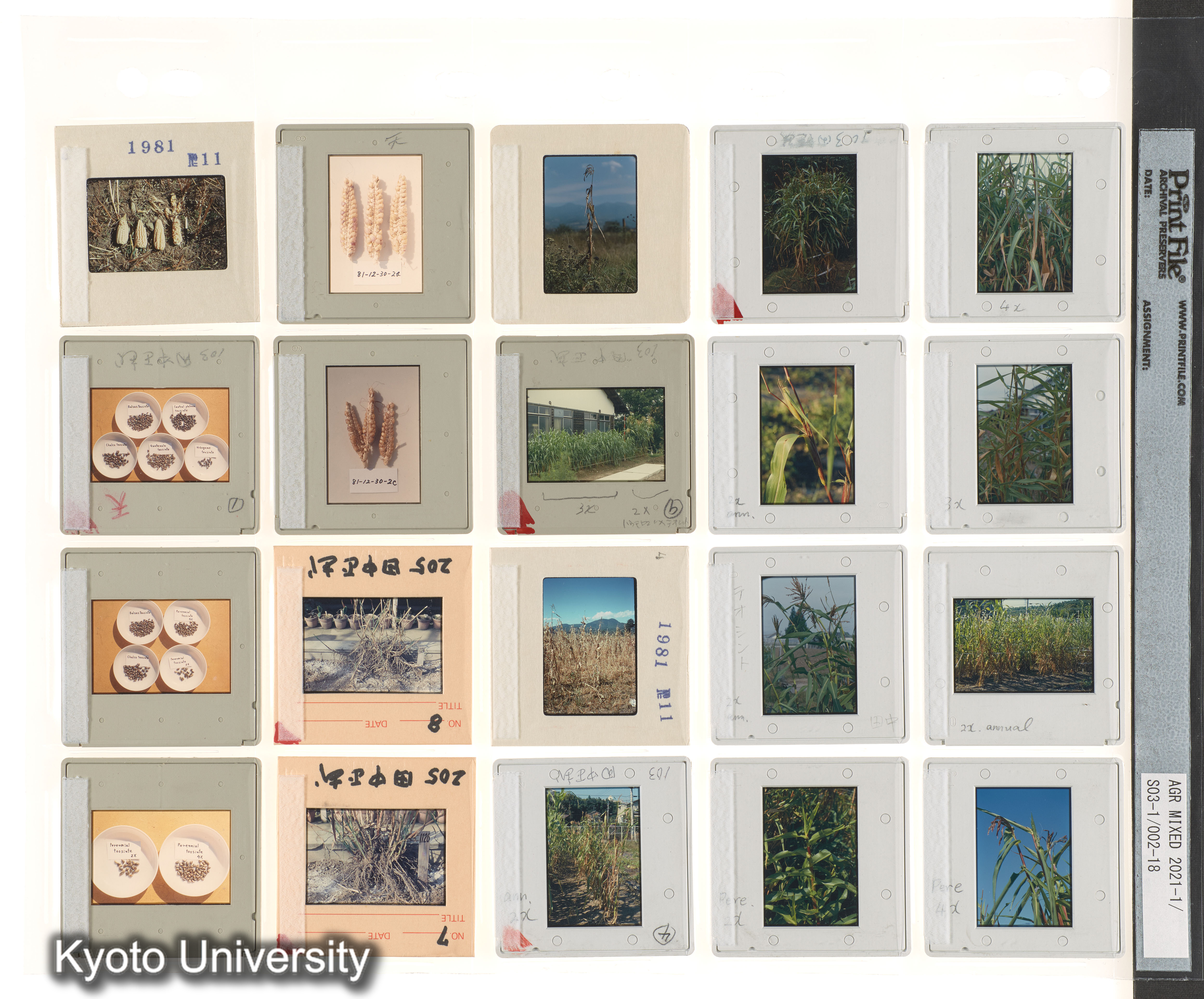 ［BEMの各種採集視点；種なしスイカ；中南米有用植物］ (11)