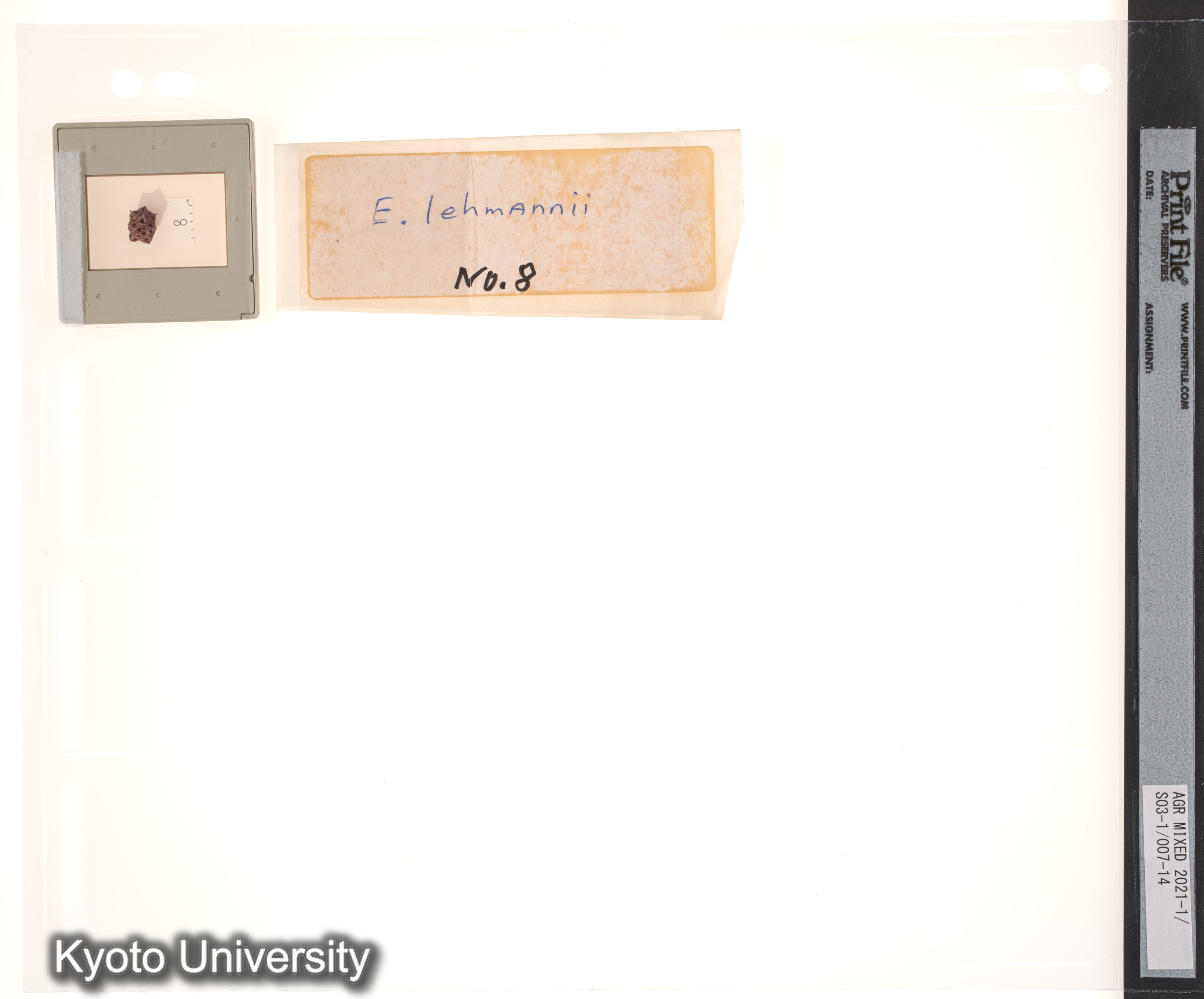 ［スリランカ；国際コムギ遺伝学シンポジウム1978；さまざまな植物の種子と穂；チベット］ (2)