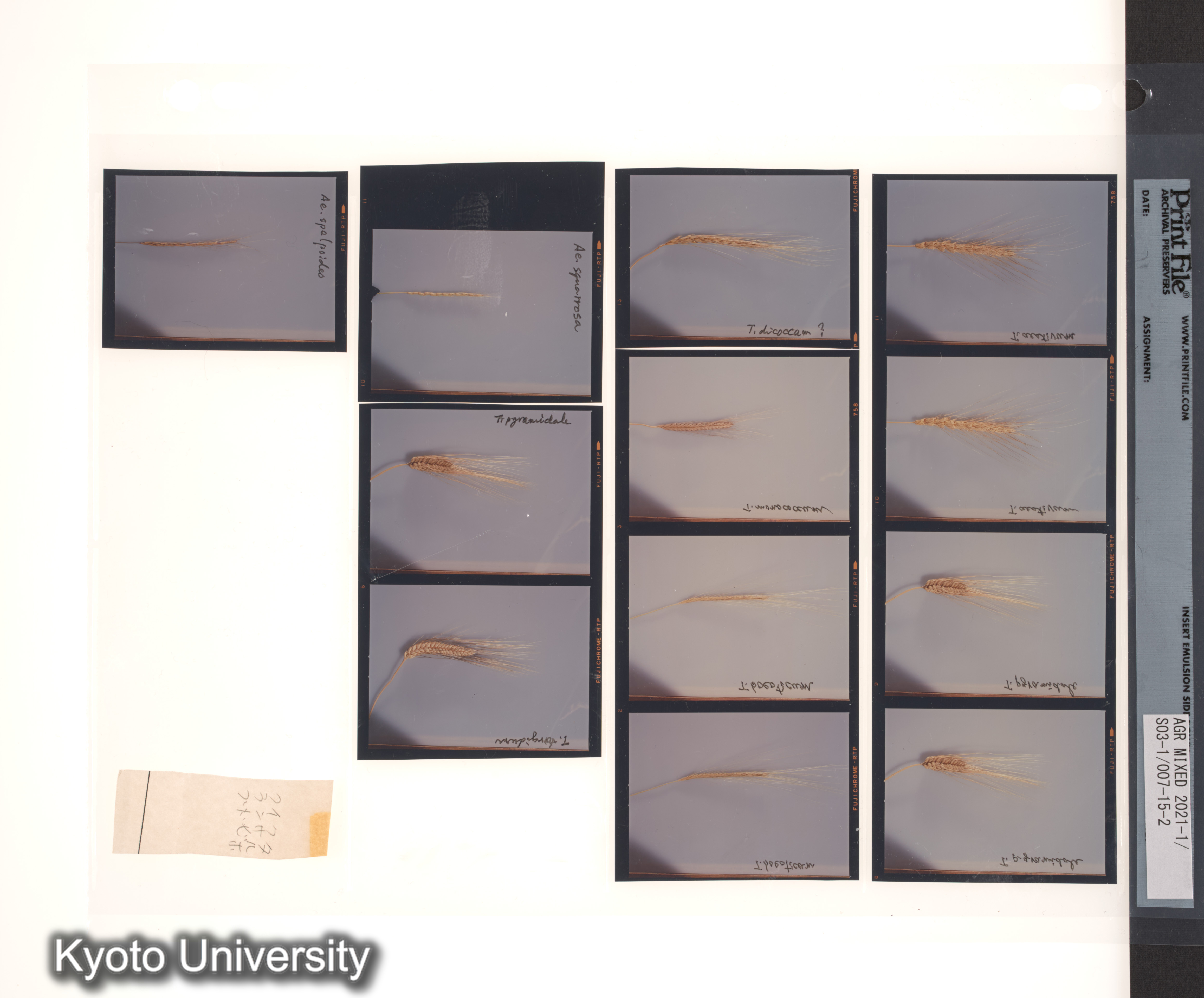 ［スリランカ；国際コムギ遺伝学シンポジウム1978；さまざまな植物の種子と穂；チベット］ (3)