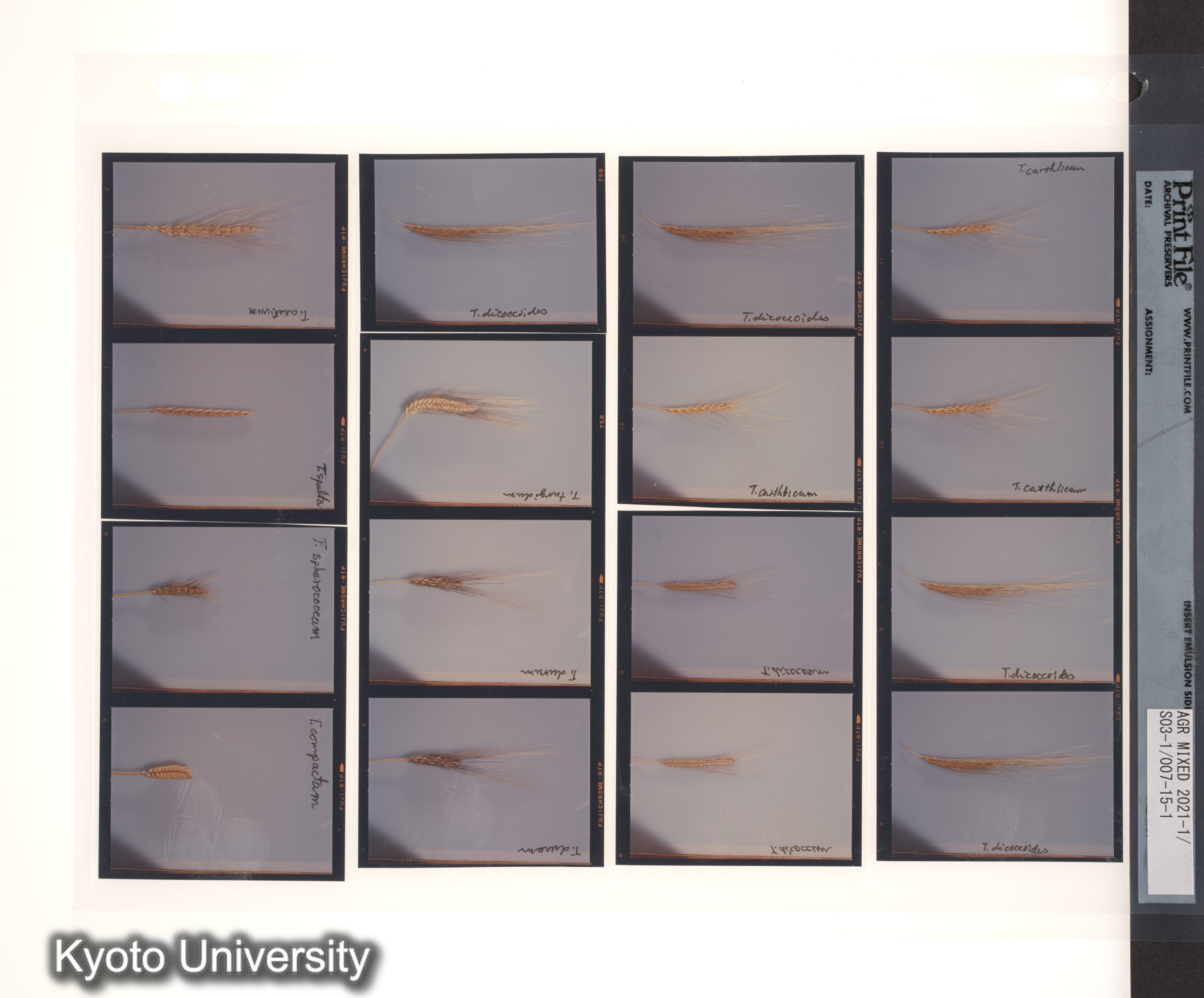 ［スリランカ；国際コムギ遺伝学シンポジウム1978；さまざまな植物の種子と穂；チベット］ (4)