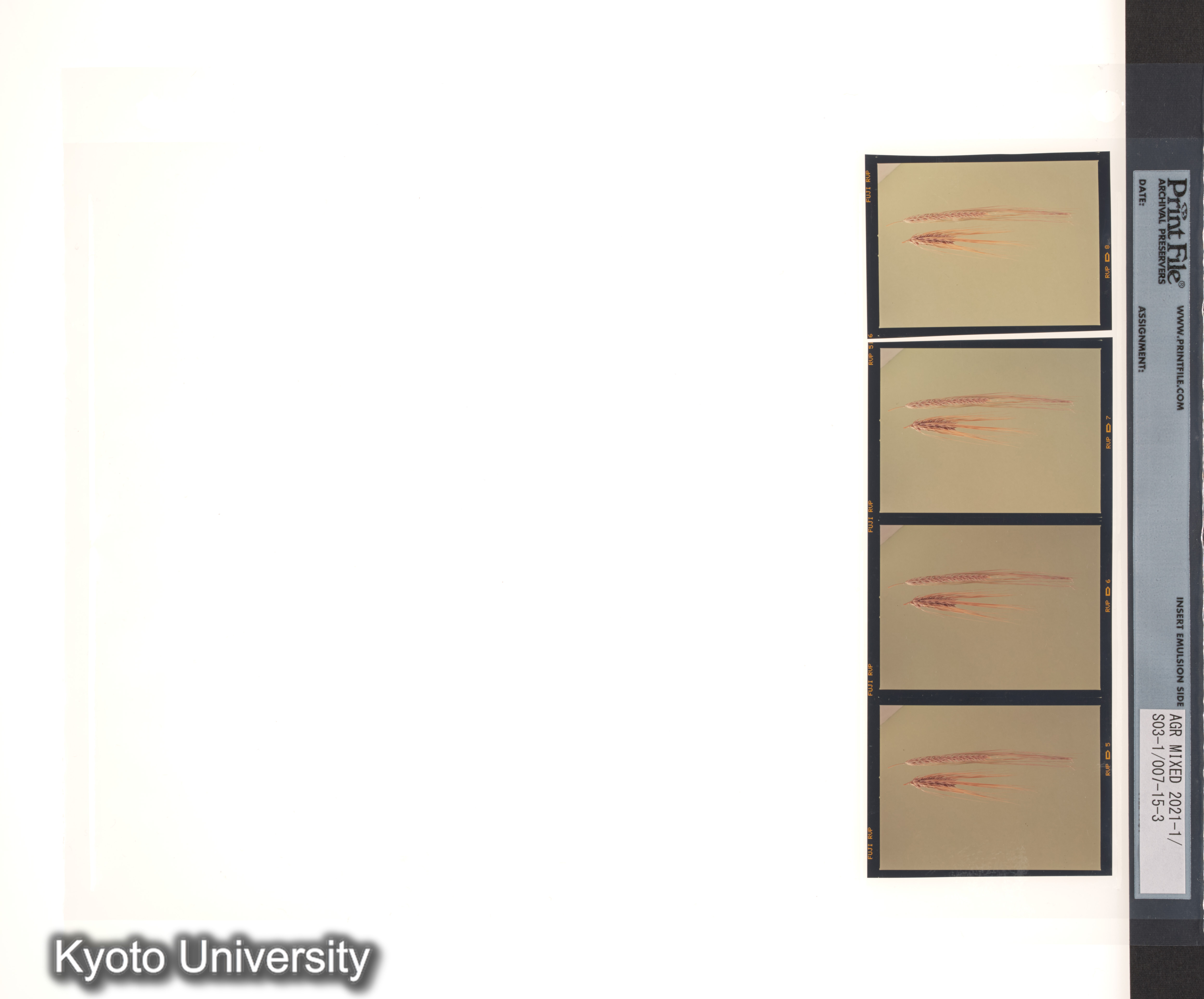 ［スリランカ；国際コムギ遺伝学シンポジウム1978；さまざまな植物の種子と穂；チベット］ (5)