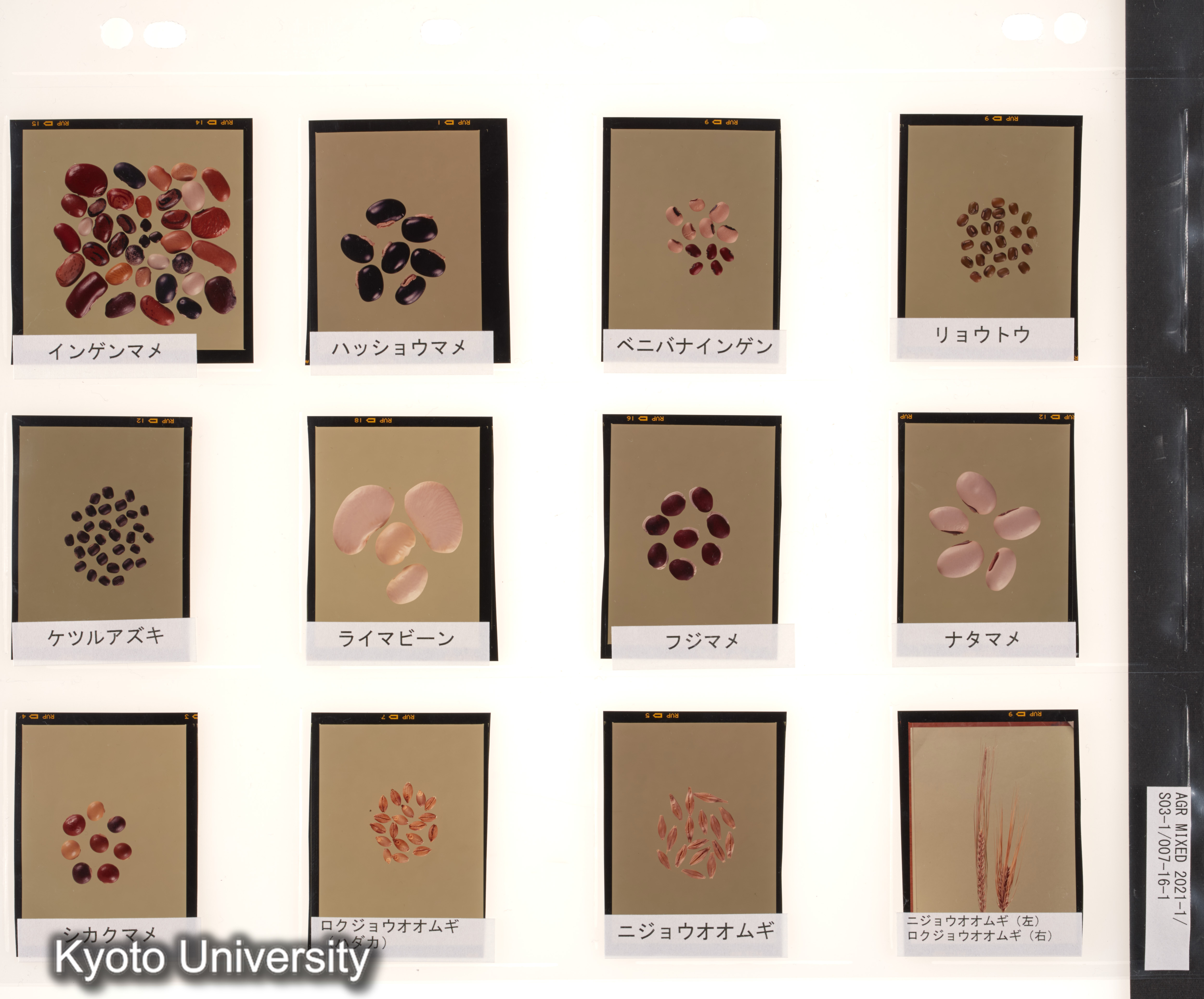 ［スリランカ；国際コムギ遺伝学シンポジウム1978；さまざまな植物の種子と穂；チベット］ (6)