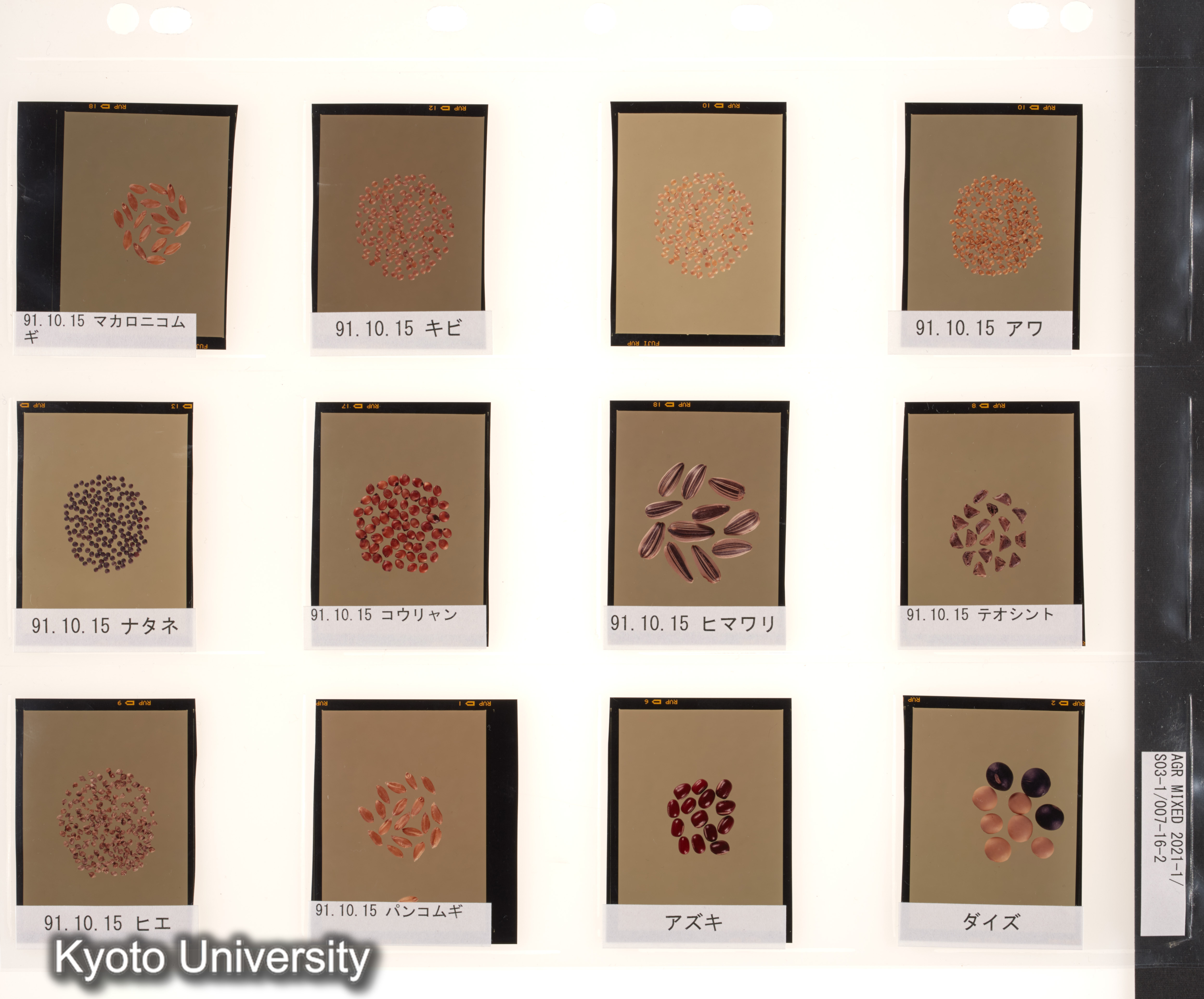 ［スリランカ；国際コムギ遺伝学シンポジウム1978；さまざまな植物の種子と穂；チベット］ (7)