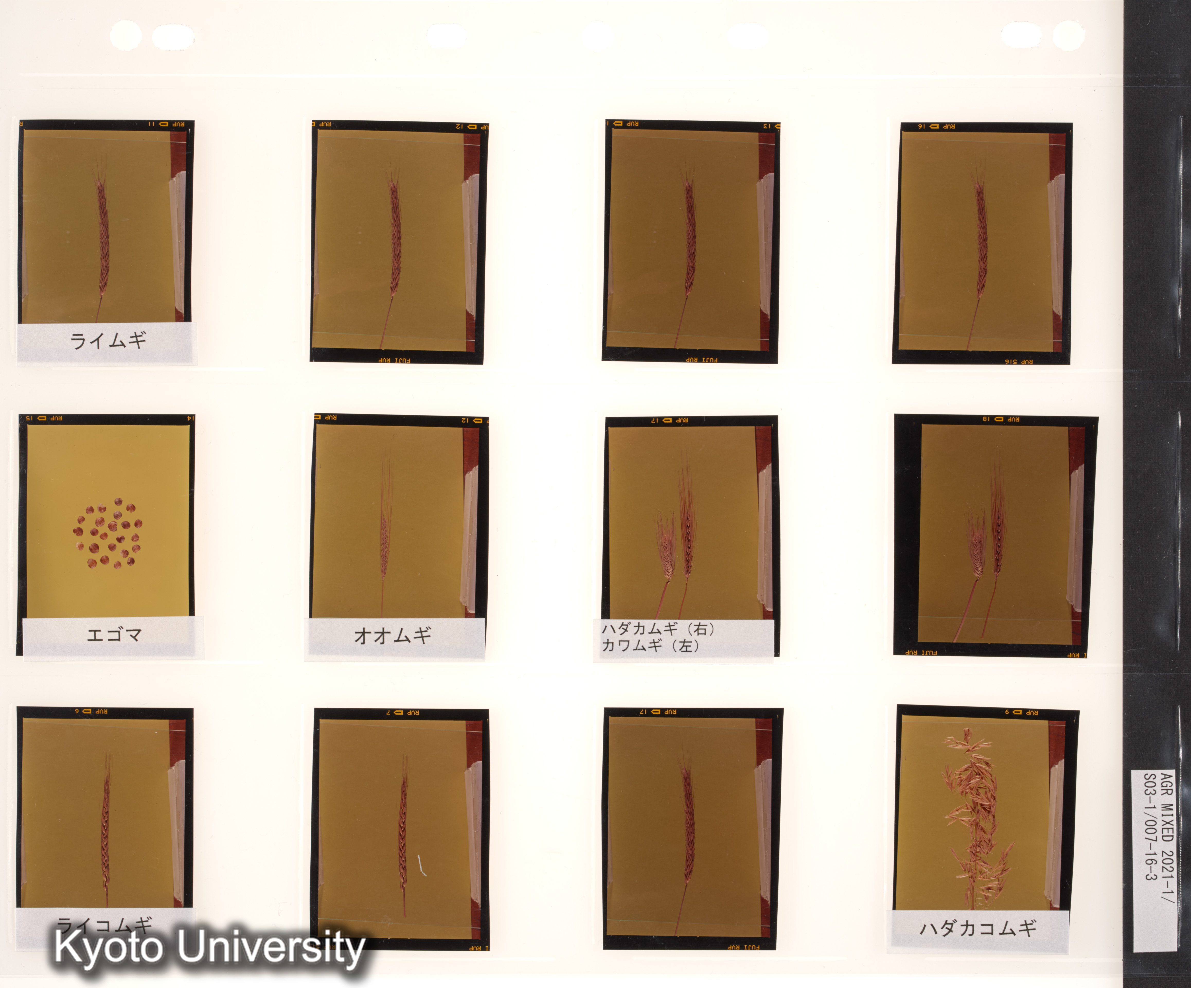 ［スリランカ；国際コムギ遺伝学シンポジウム1978；さまざまな植物の種子と穂；チベット］ (8)