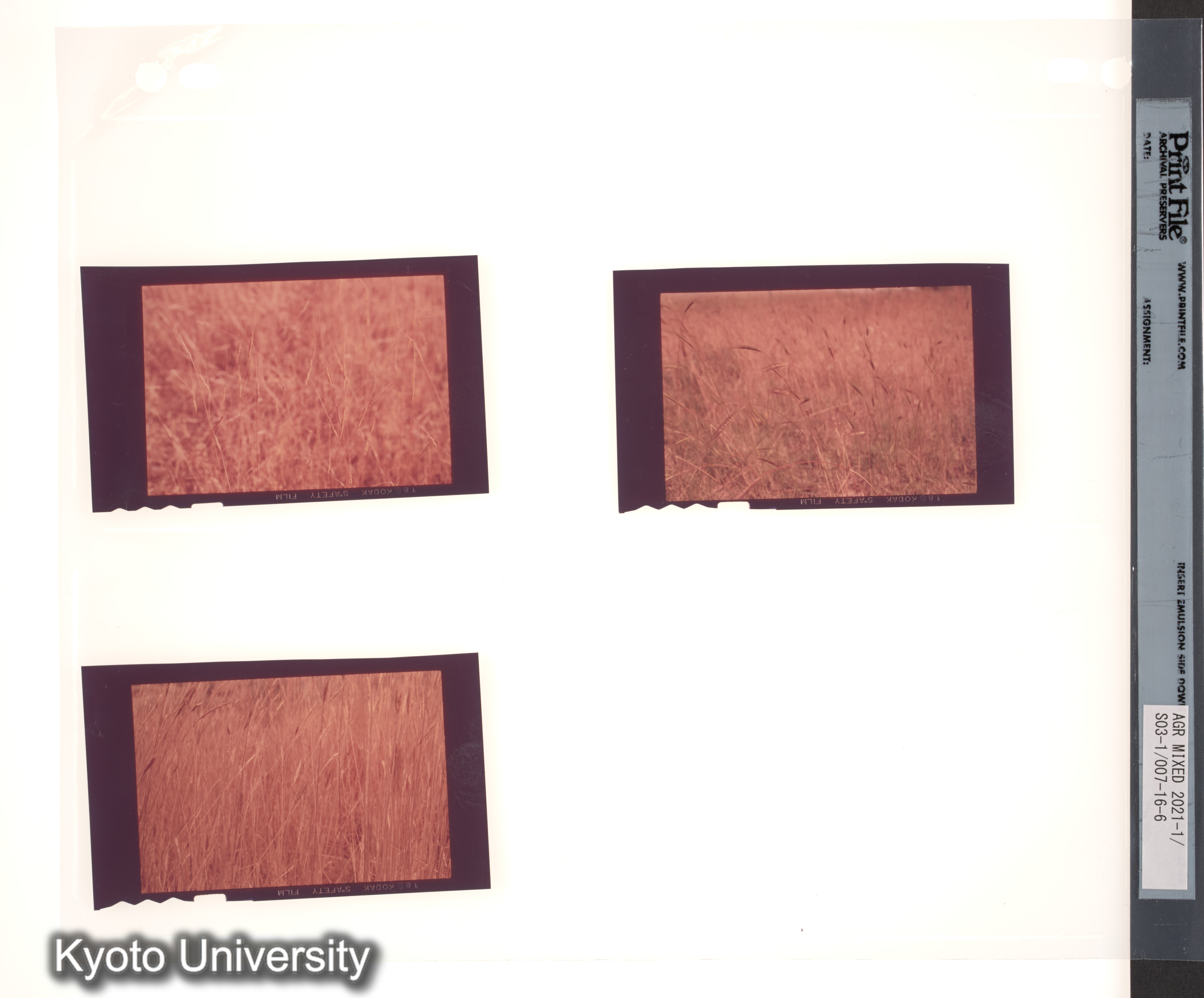 ［スリランカ；国際コムギ遺伝学シンポジウム1978；さまざまな植物の種子と穂；チベット］ (11)