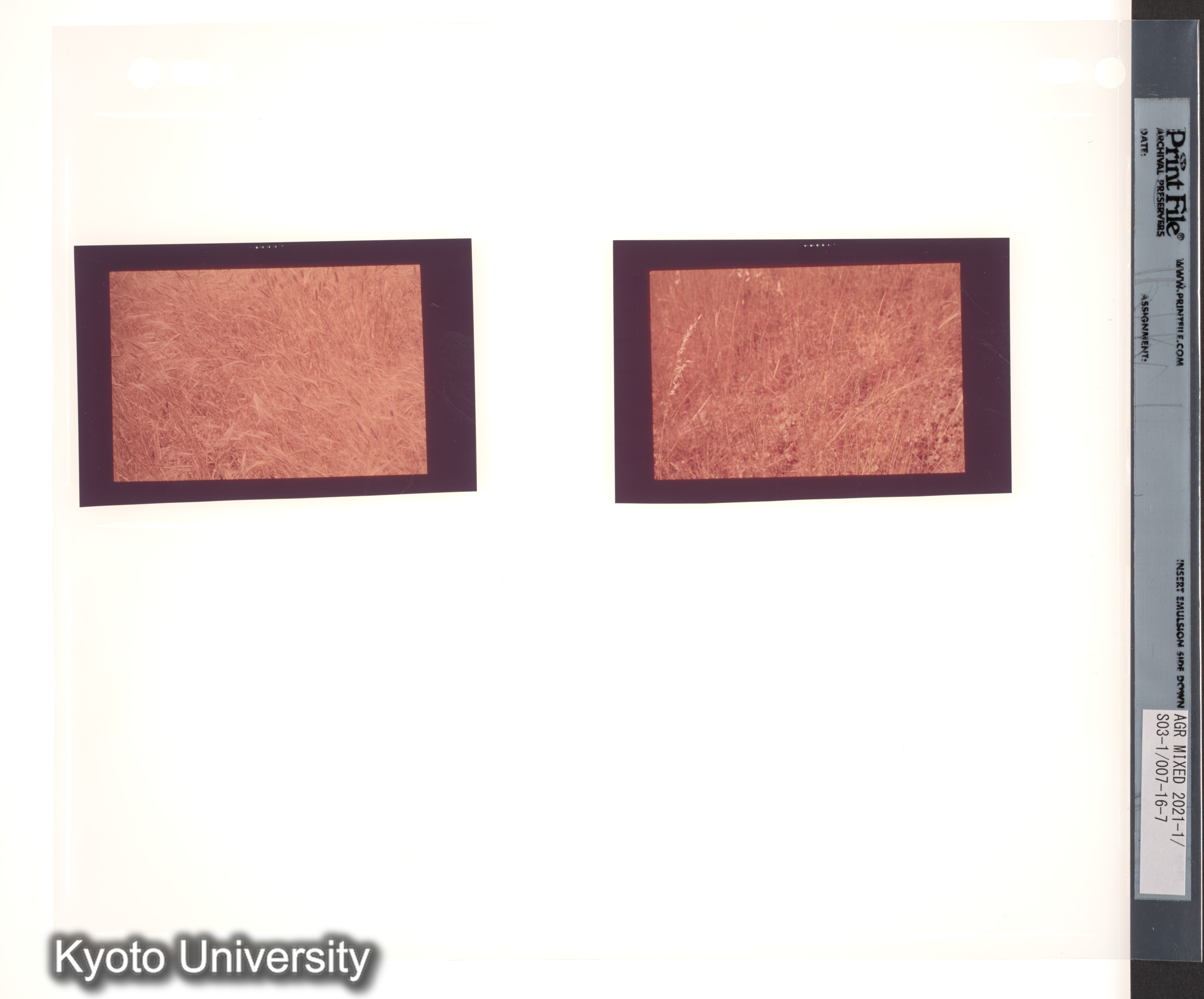 ［スリランカ；国際コムギ遺伝学シンポジウム1978；さまざまな植物の種子と穂；チベット］ (12)