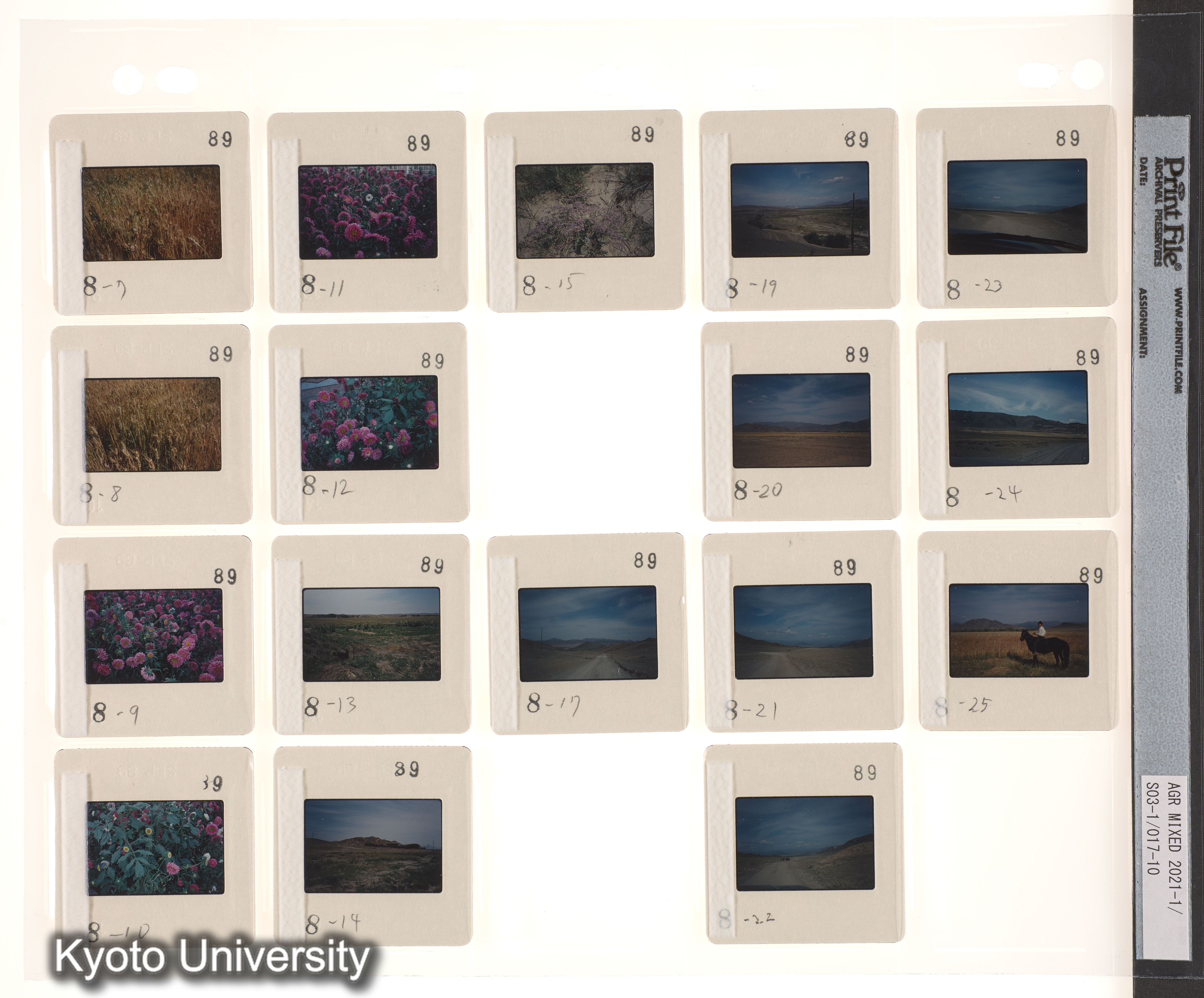 ウイグル No.1；ウイグル No.2 (3)