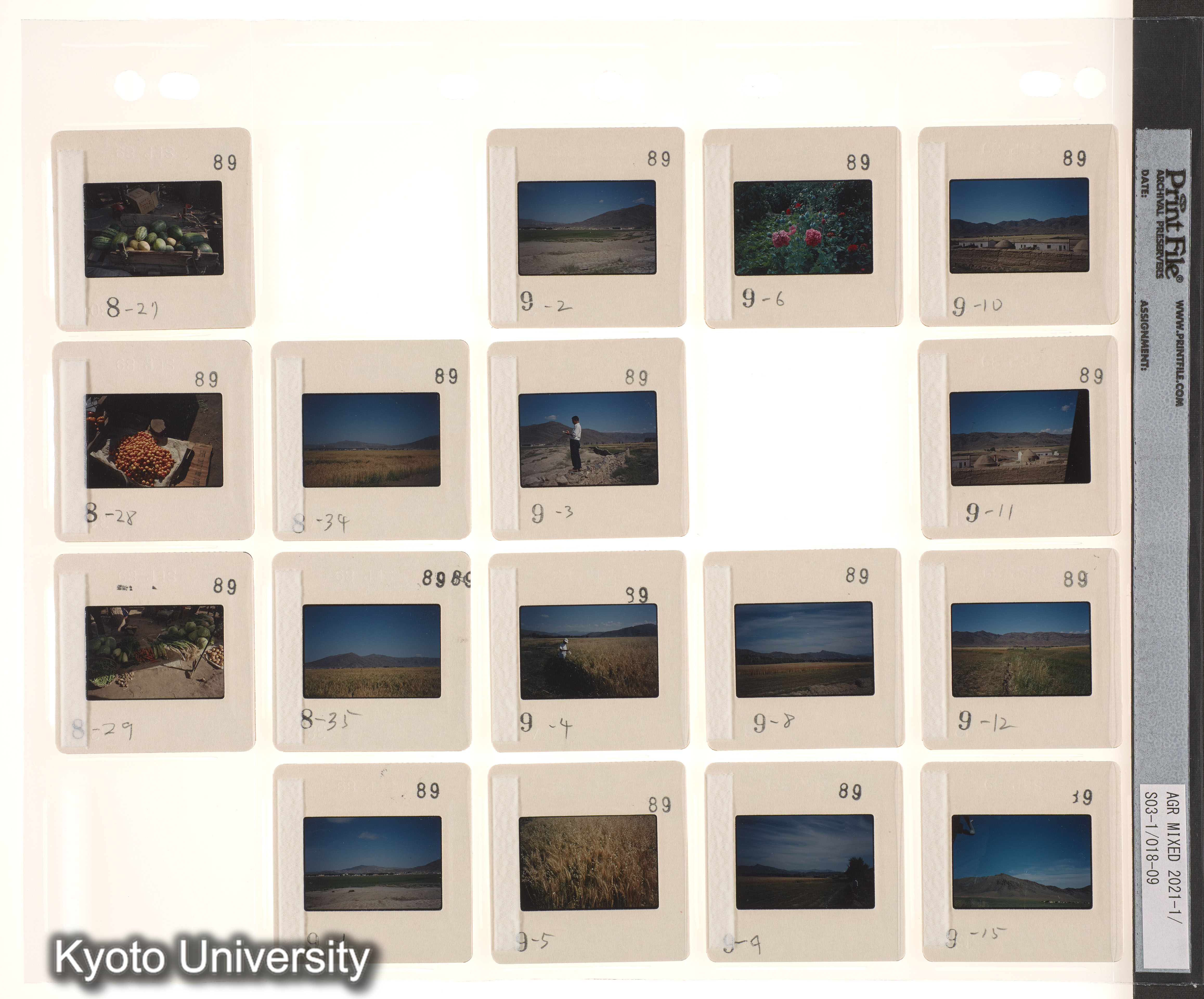 ウイグル No.2；ウイグル No.3 (4)