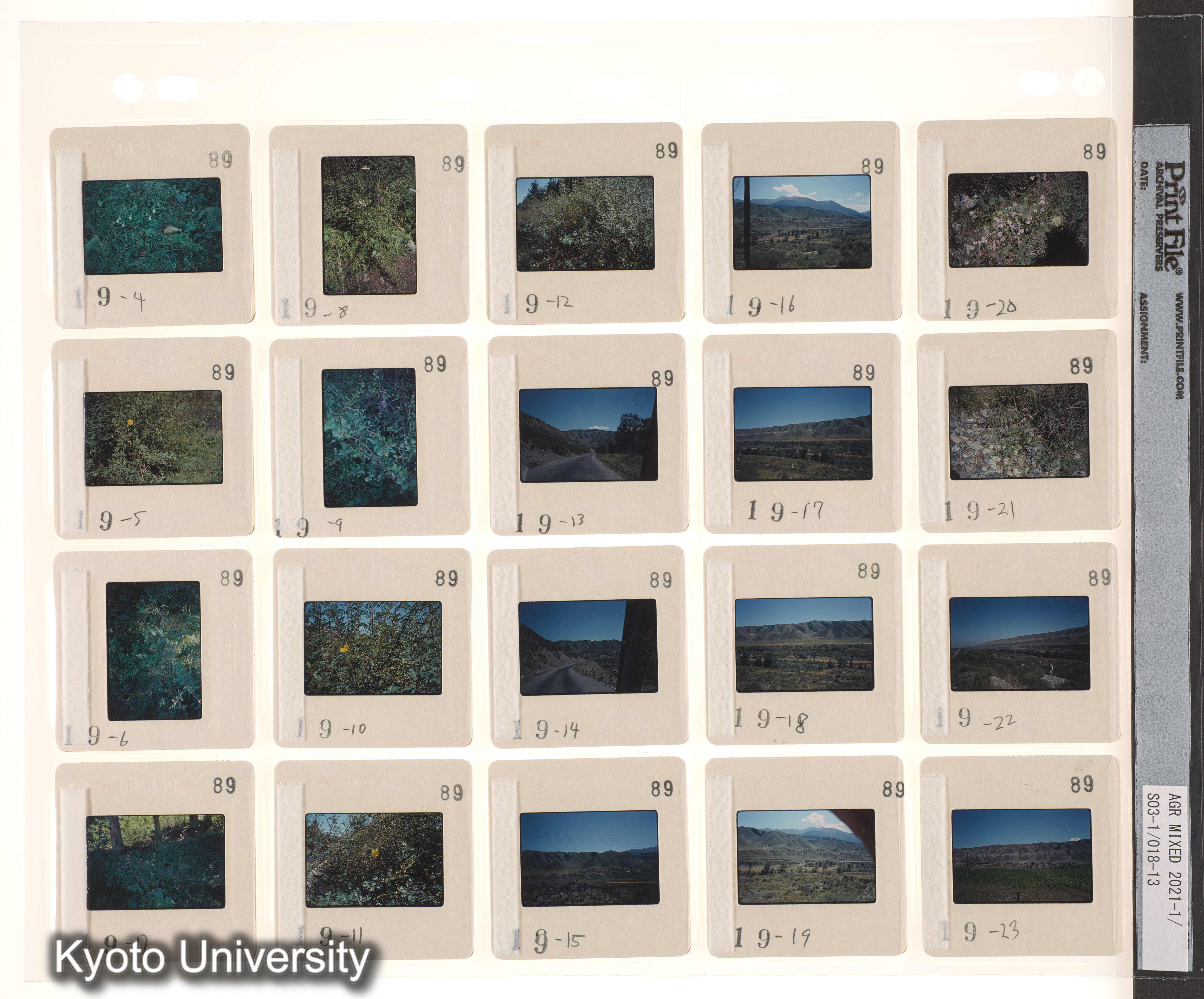 ウイグル No.2；ウイグル No.3 (5)