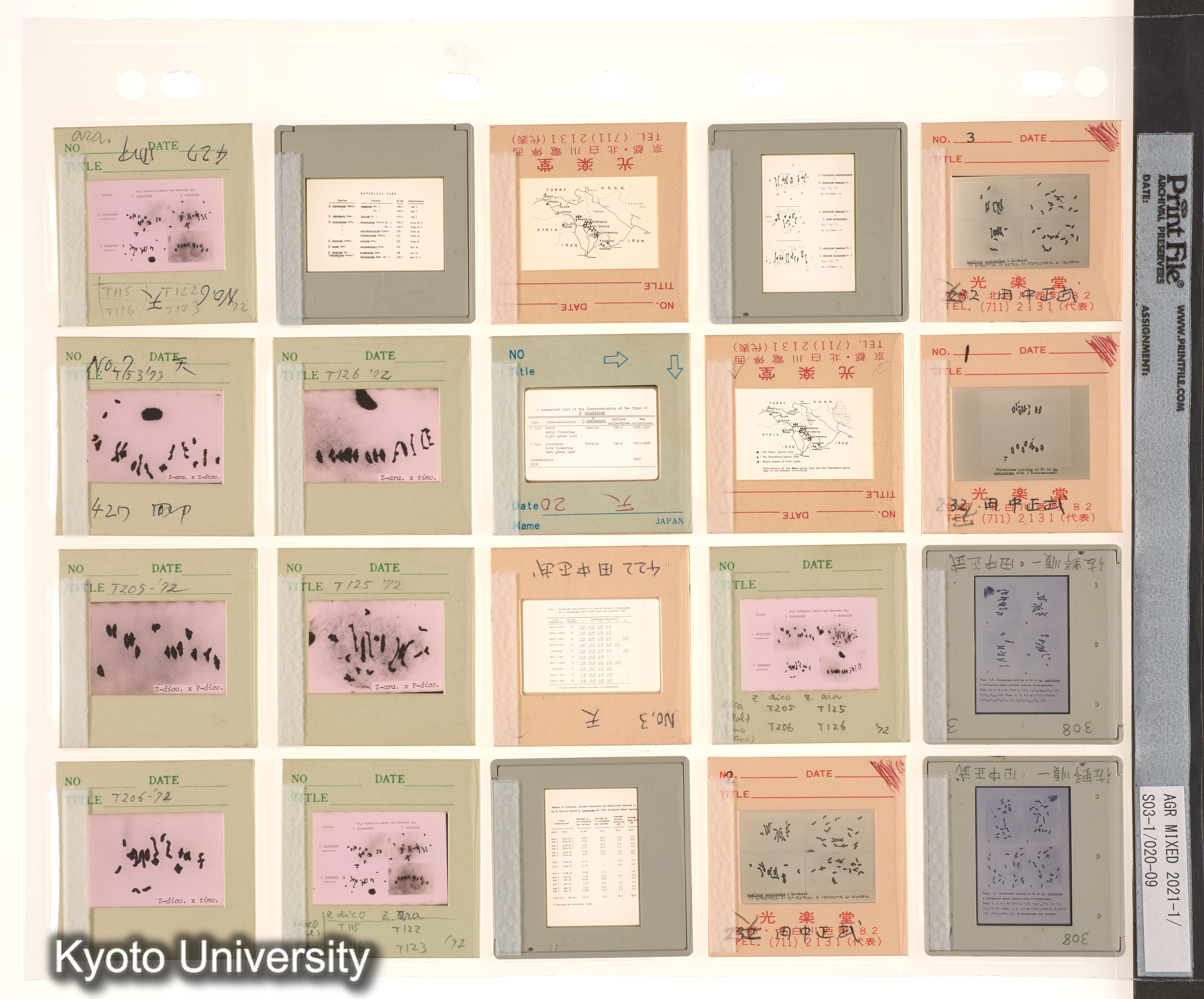 Aegilops；コムギ (2)