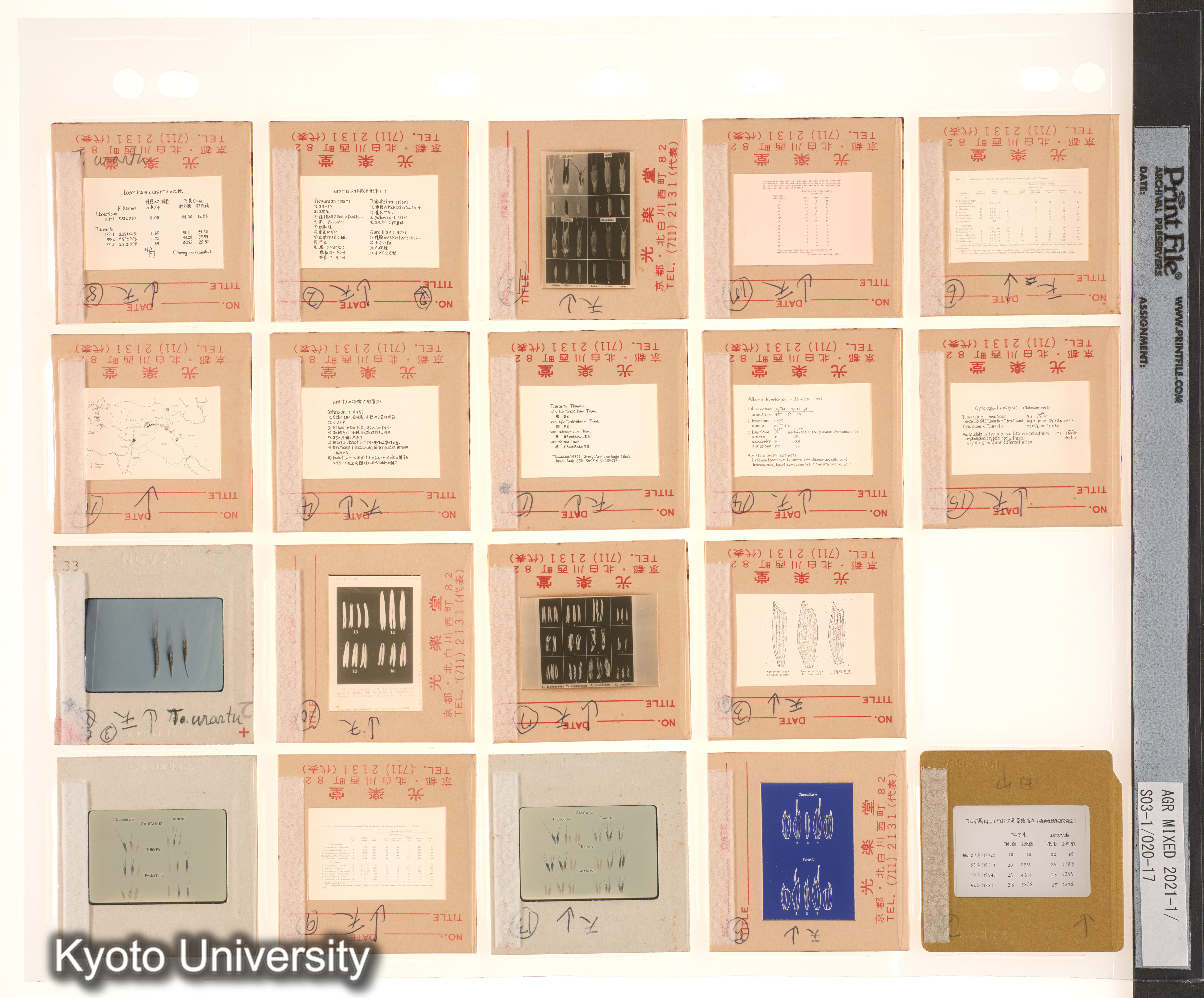 Aegilops；コムギ (3)