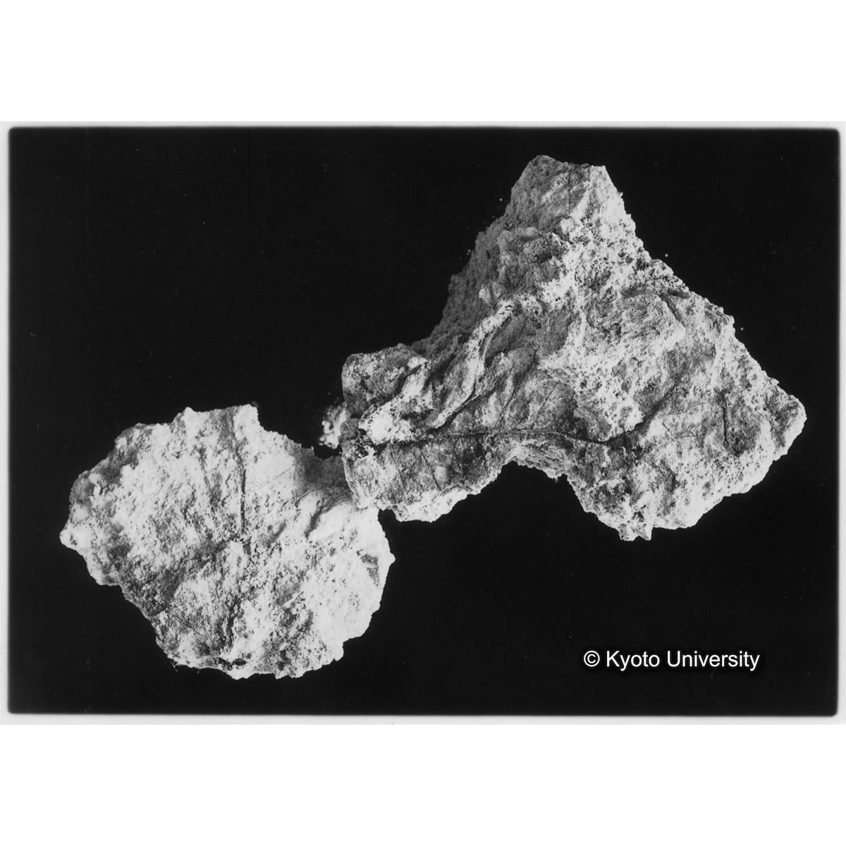 [紙焼き写真]墓被覆用塼及柏葉[4] (1)