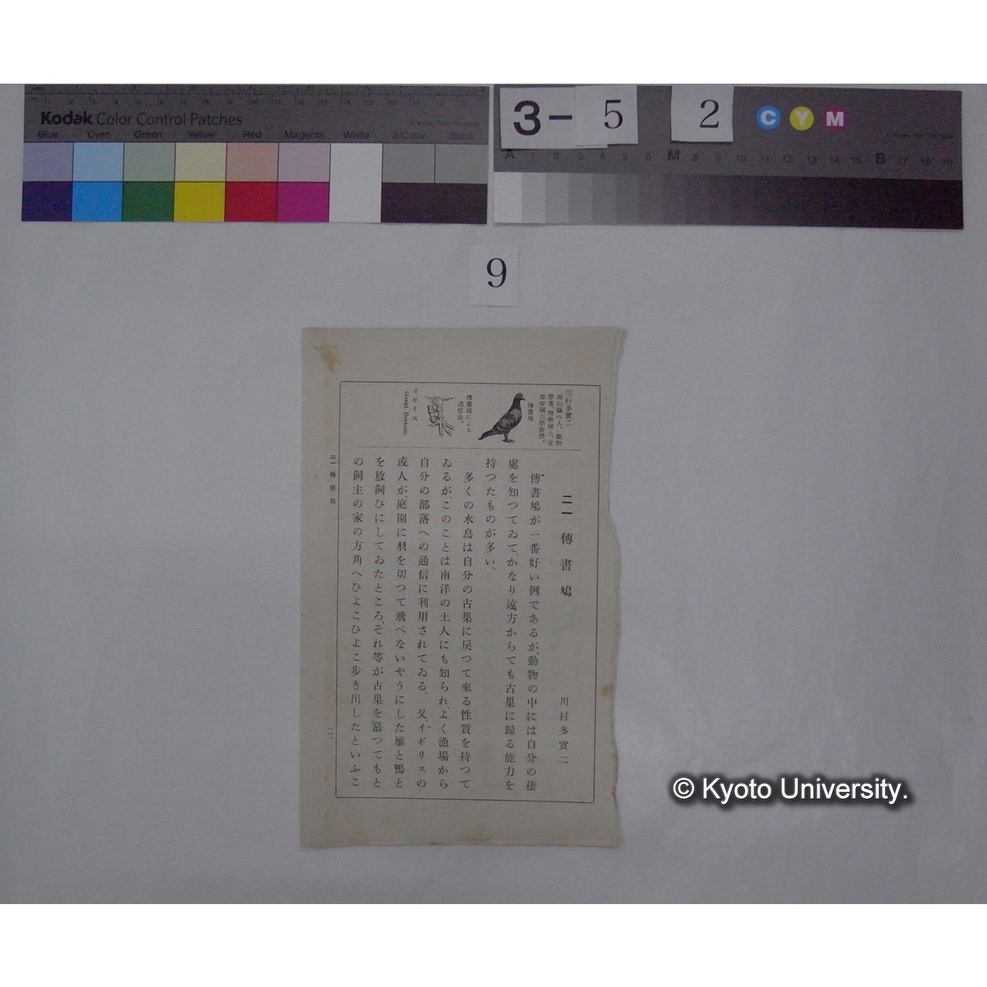 伝書鳩 / 川村多實二 (新編国文読本; 巻二切抜き) (1)