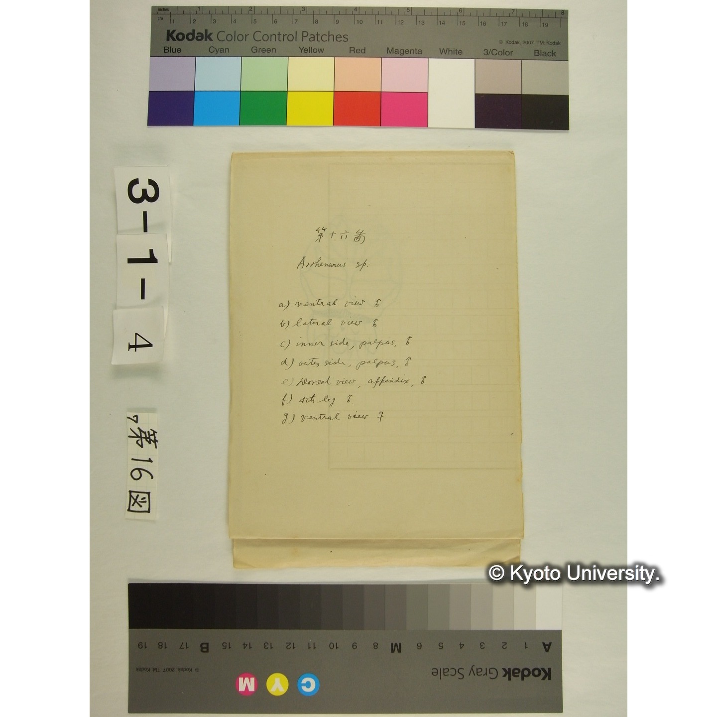 第16図 (ヨロイミズダニか) (1)