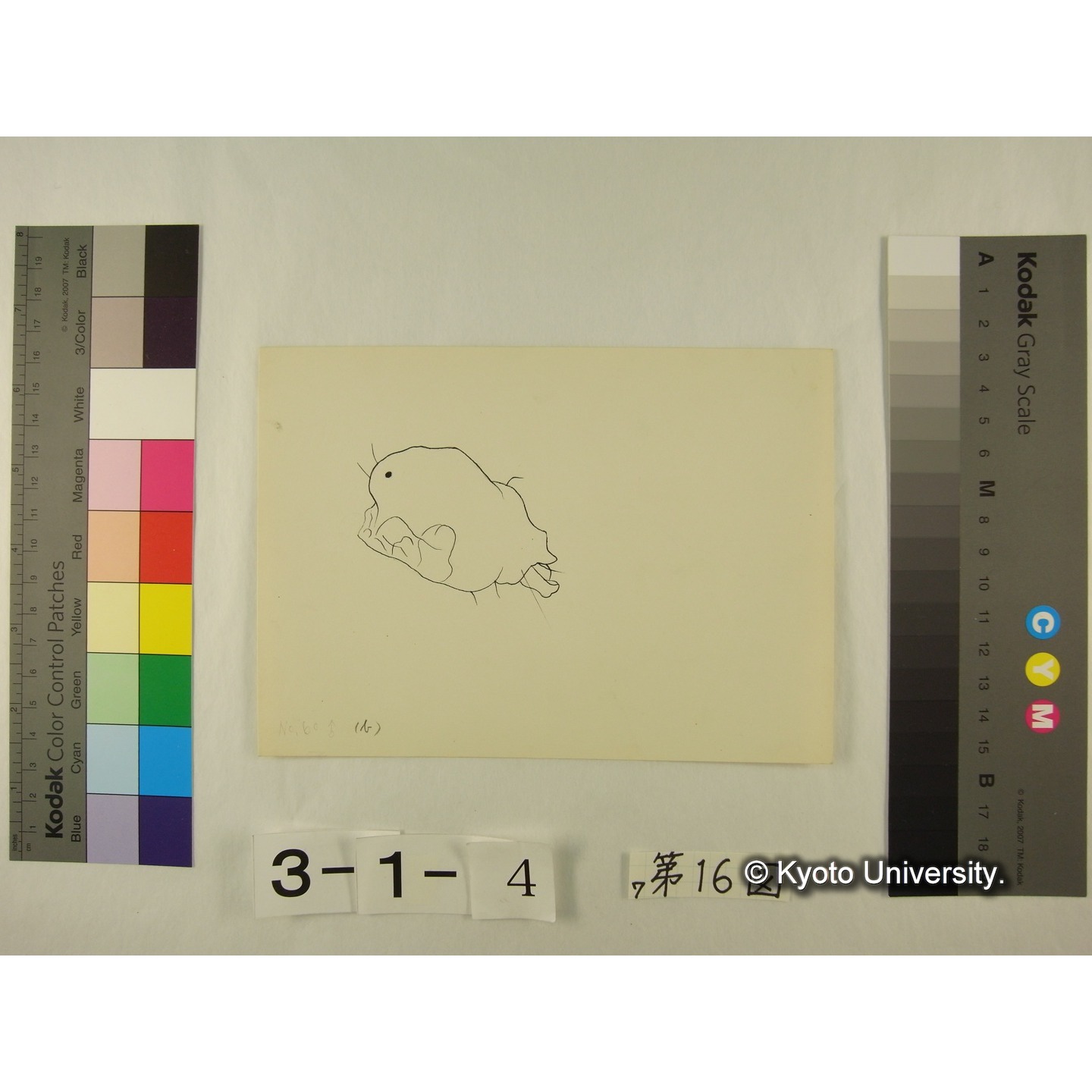 第16図 (ヨロイミズダニか) (3)