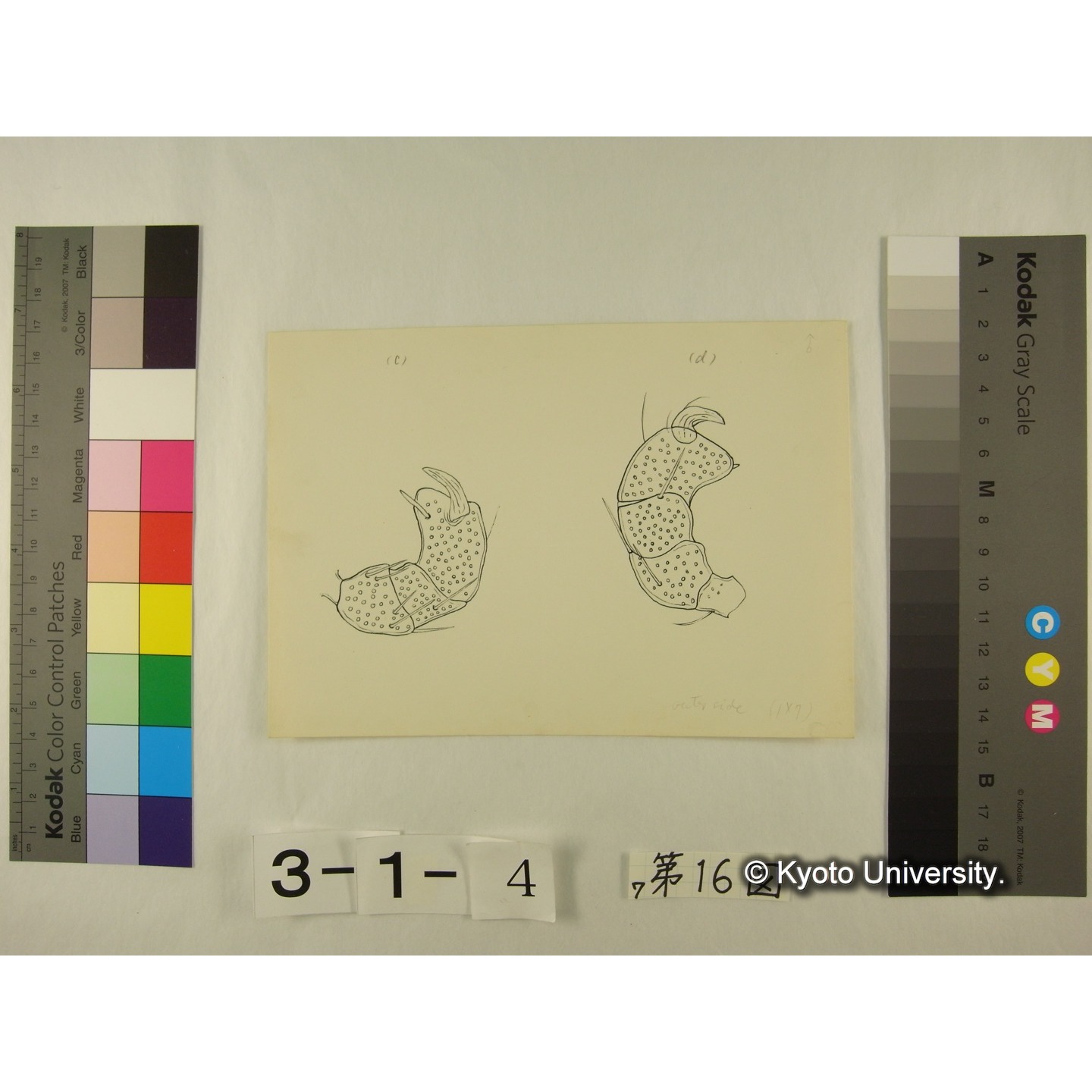 第16図 (ヨロイミズダニか) (4)