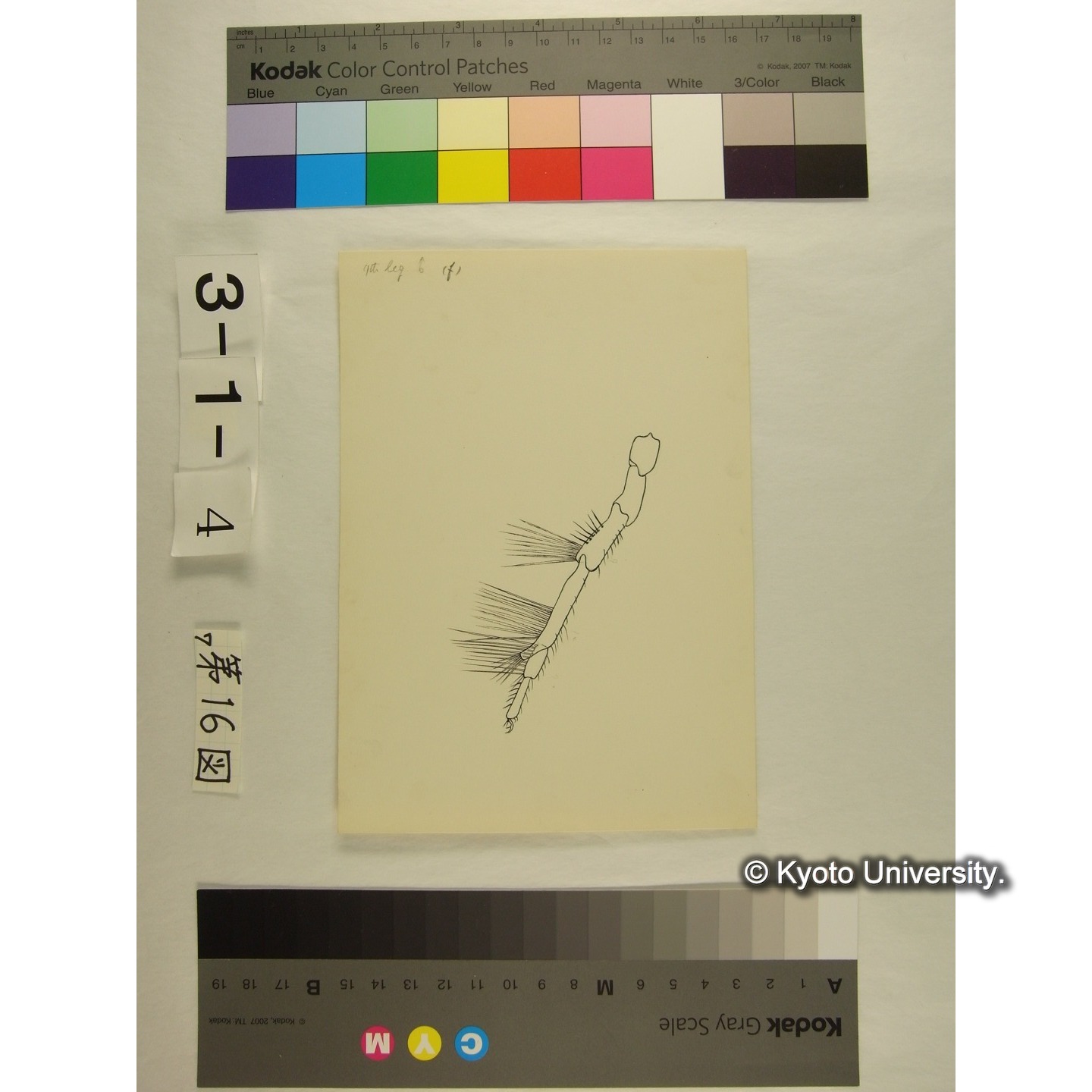 第16図 (ヨロイミズダニか) (6)