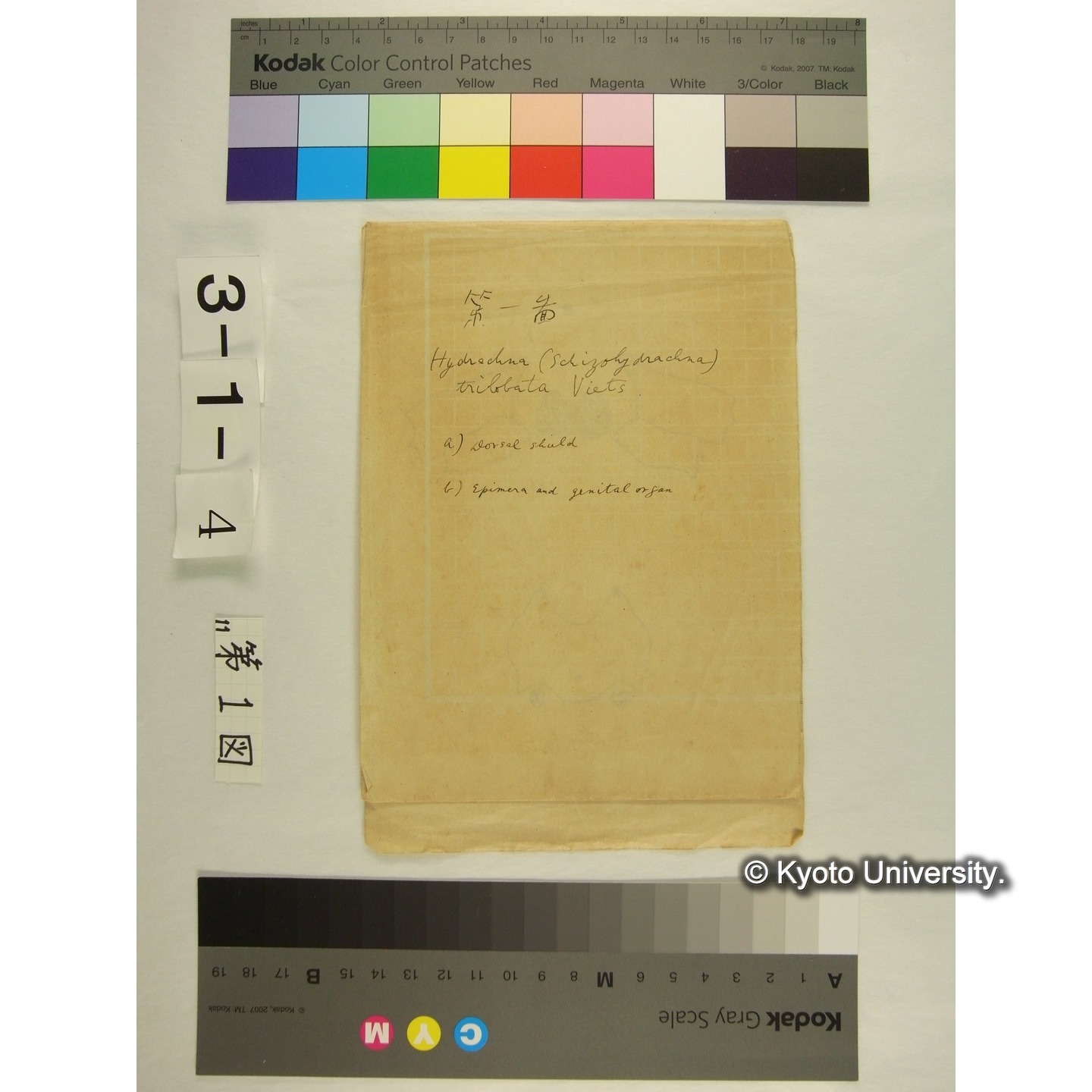 第1図 (ミツバオオミズダニか) (1)