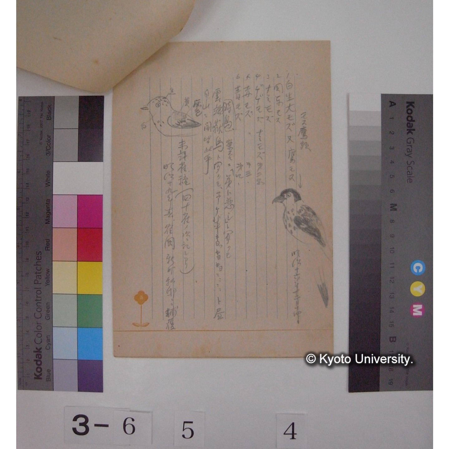 「両羽博物図譜 : 禽類図譜 / 松森胤保」抜粋 / (川村多實二写)[直筆書写] (5)