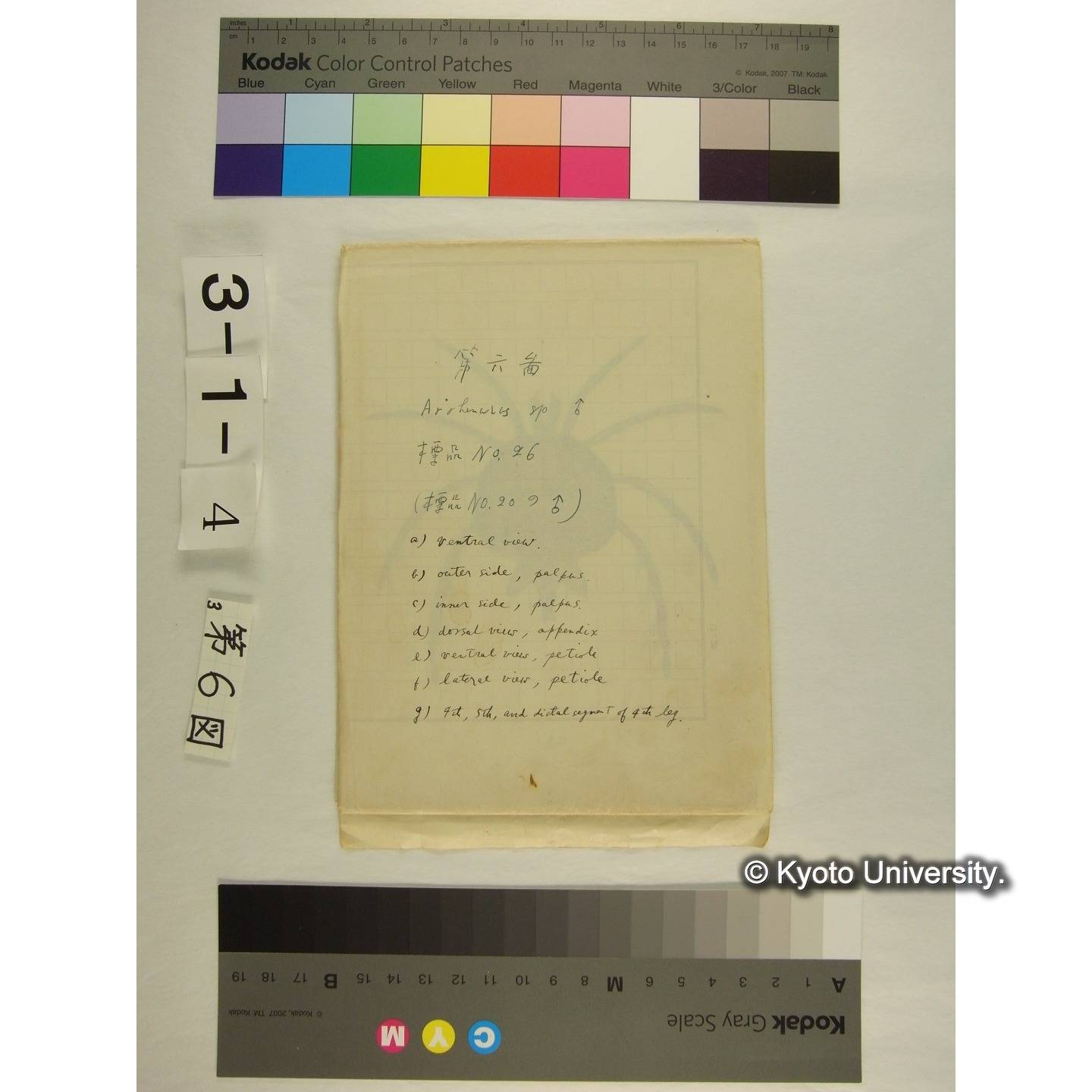 第6図 (ヨロイミズダニか) (1)