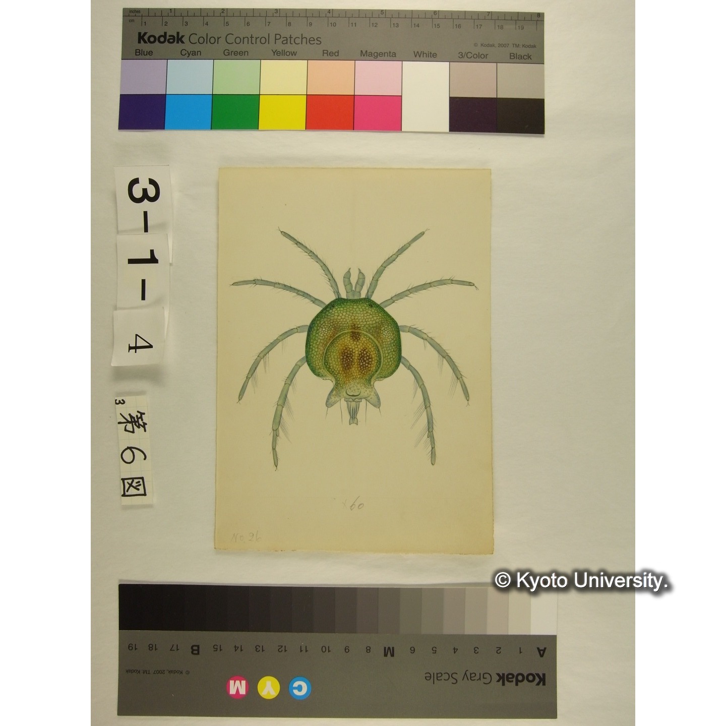 第6図 (ヨロイミズダニか) (2)