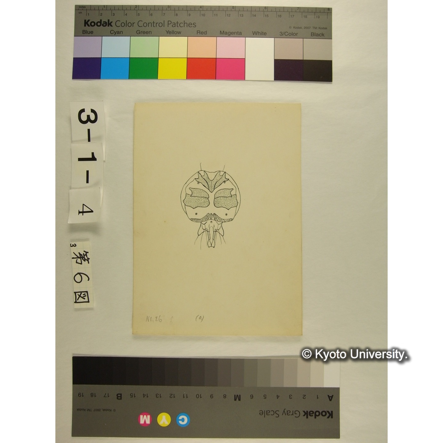 第6図 (ヨロイミズダニか) (3)