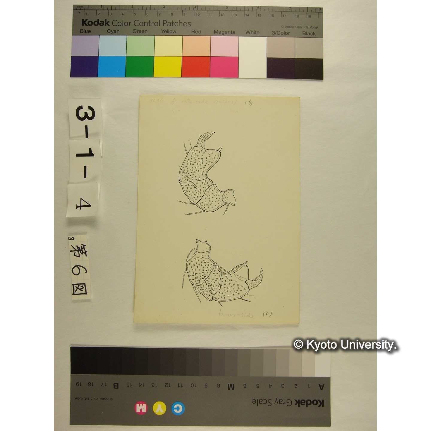 第6図 (ヨロイミズダニか) (4)