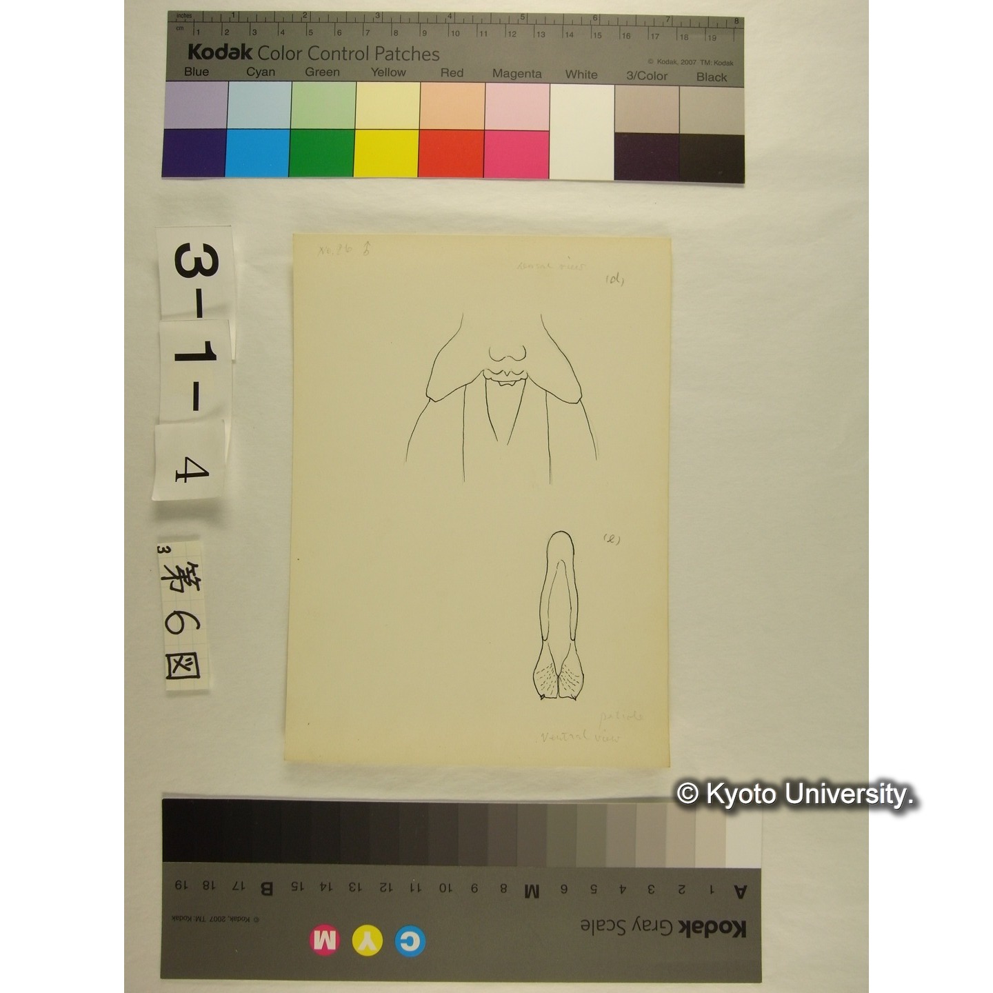 第6図 (ヨロイミズダニか) (5)