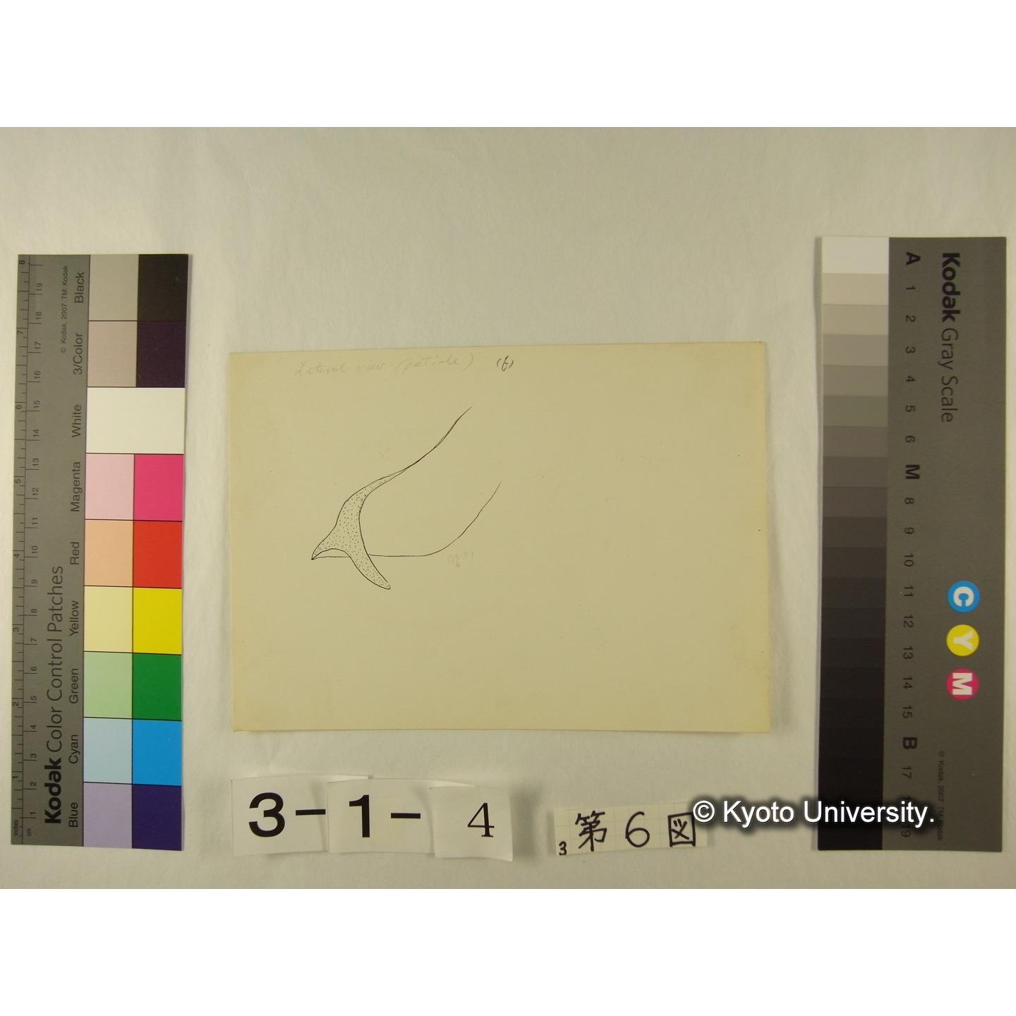 第6図 (ヨロイミズダニか) (6)