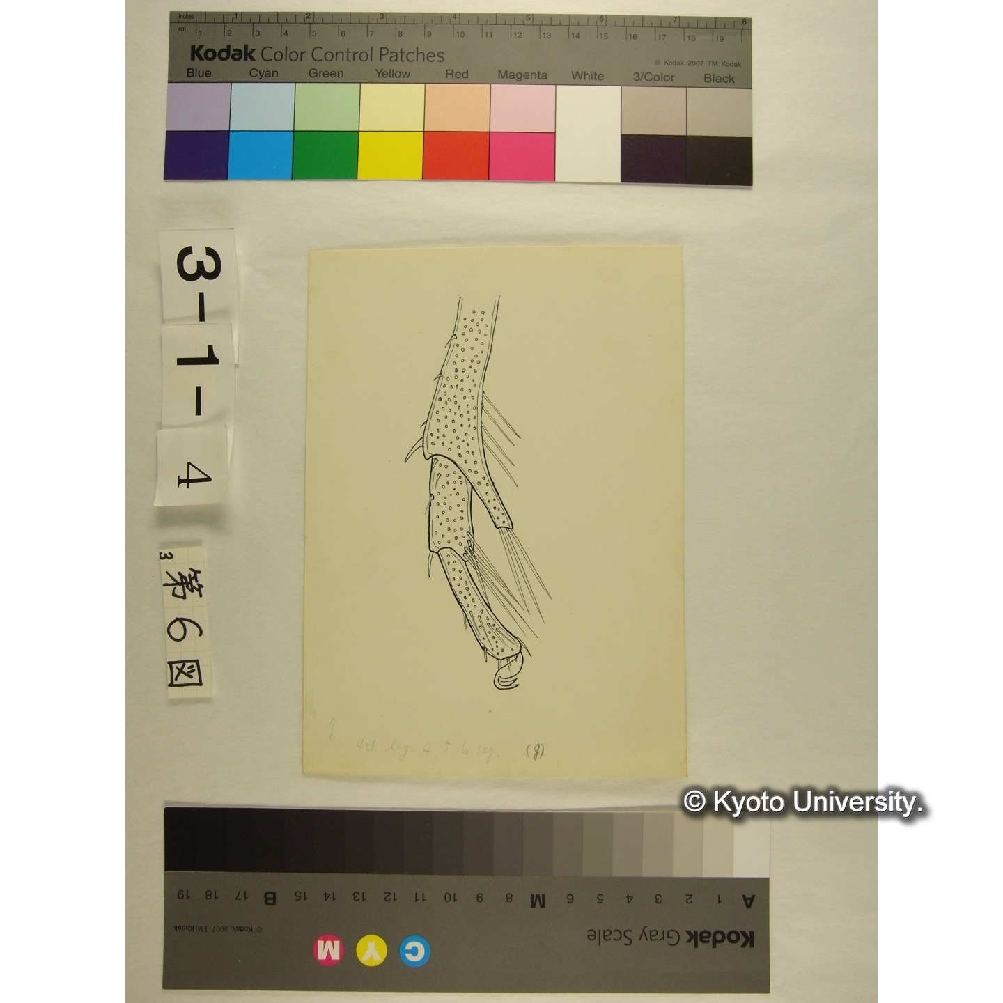 第6図 (ヨロイミズダニか) (7)