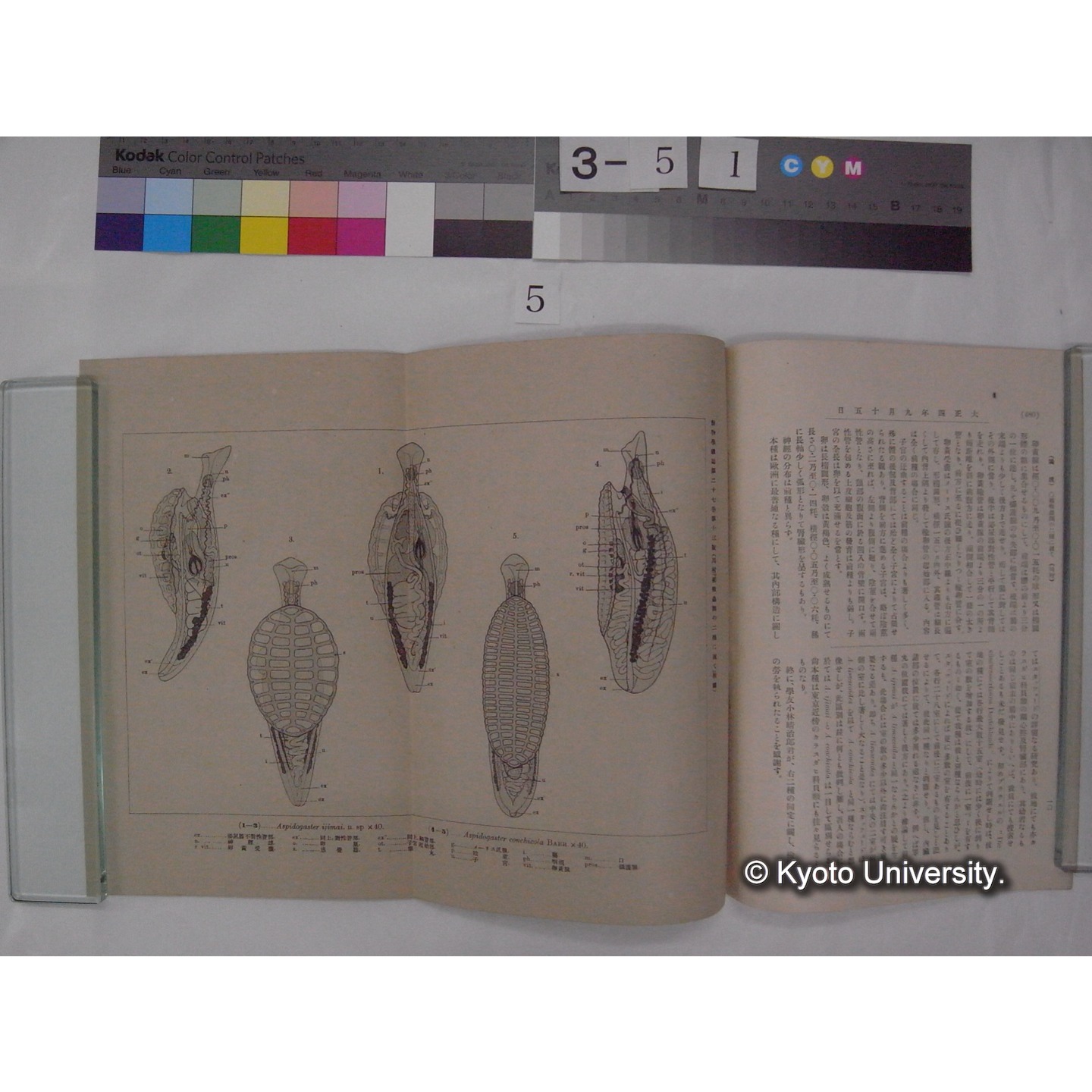 楯吸虫類の二種に就て (動物学雑誌; 27巻323号 抜刷) (3)