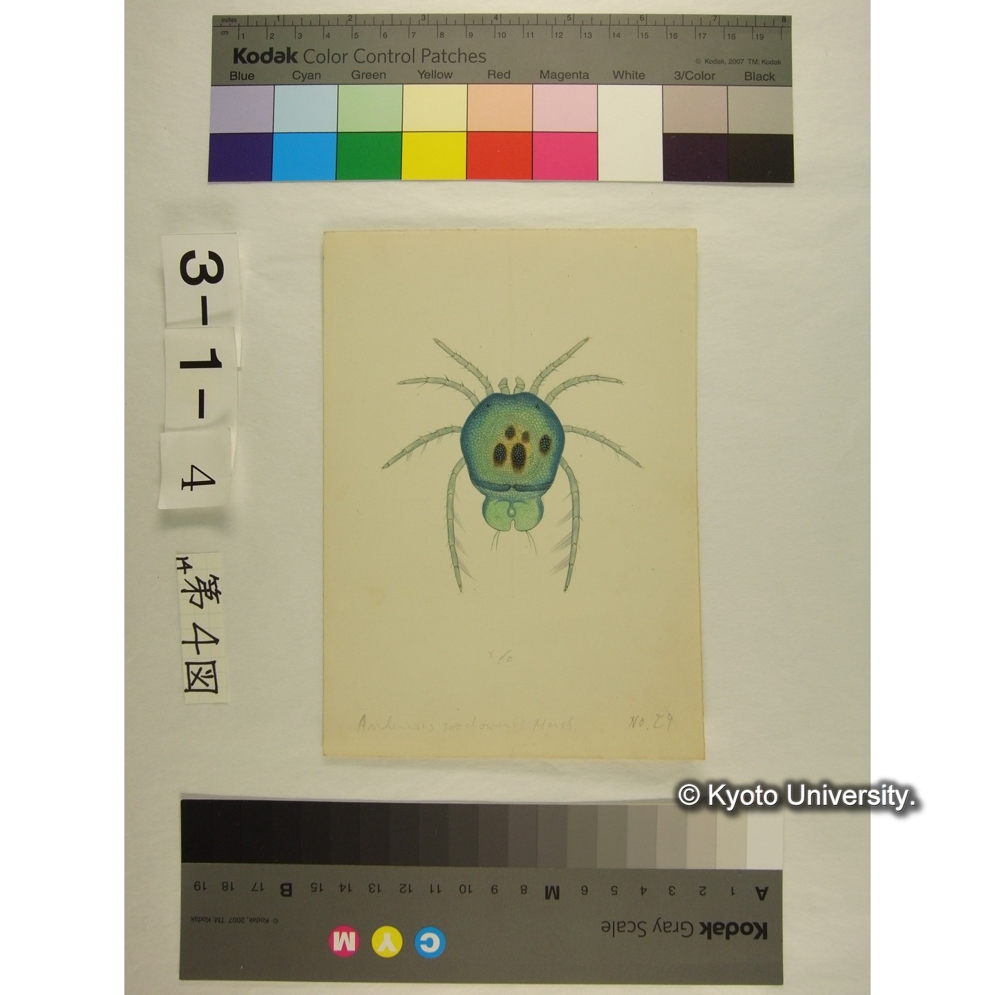 第4図 (スウチョウヨロイミズダニか) (2)