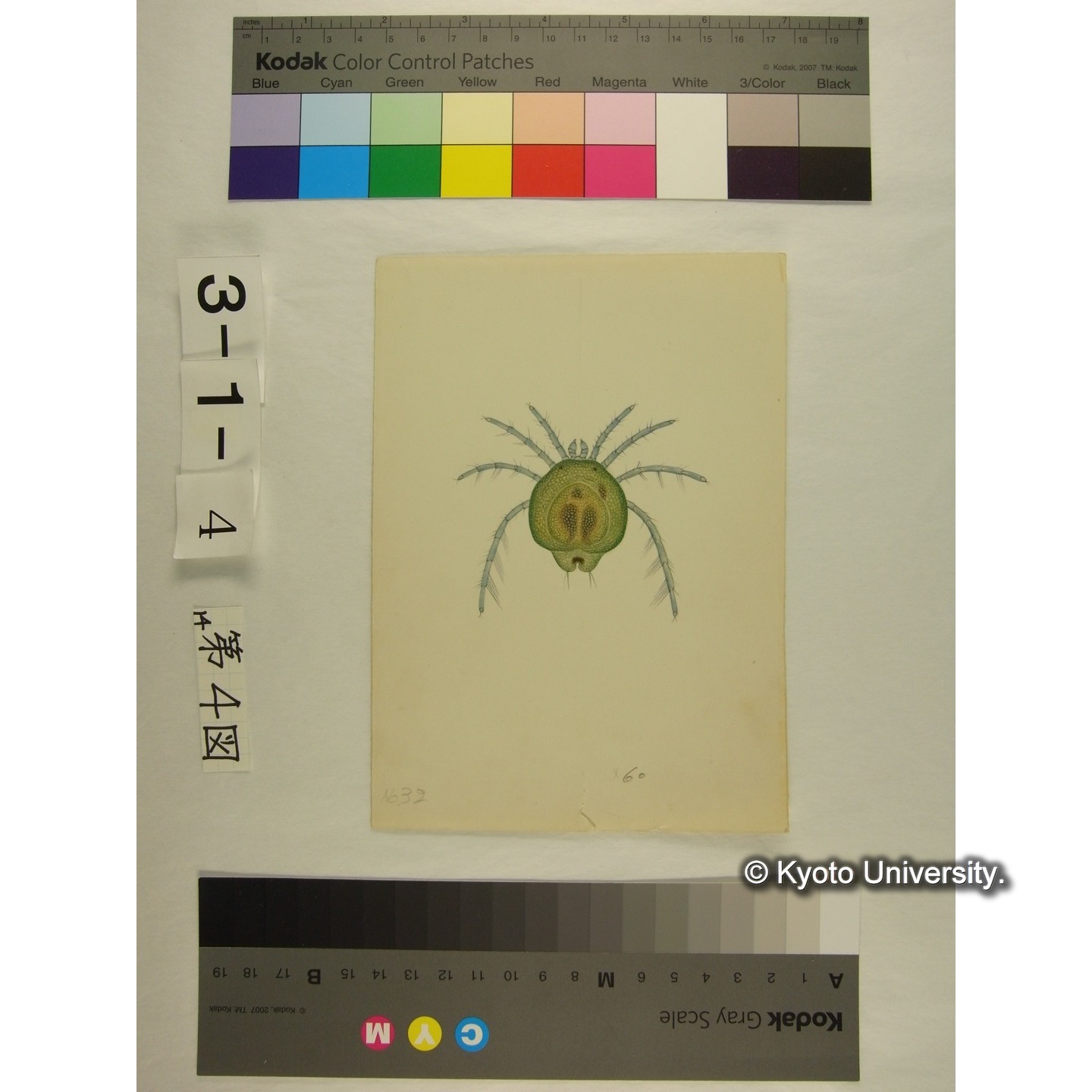 第4図 (スウチョウヨロイミズダニか) (3)