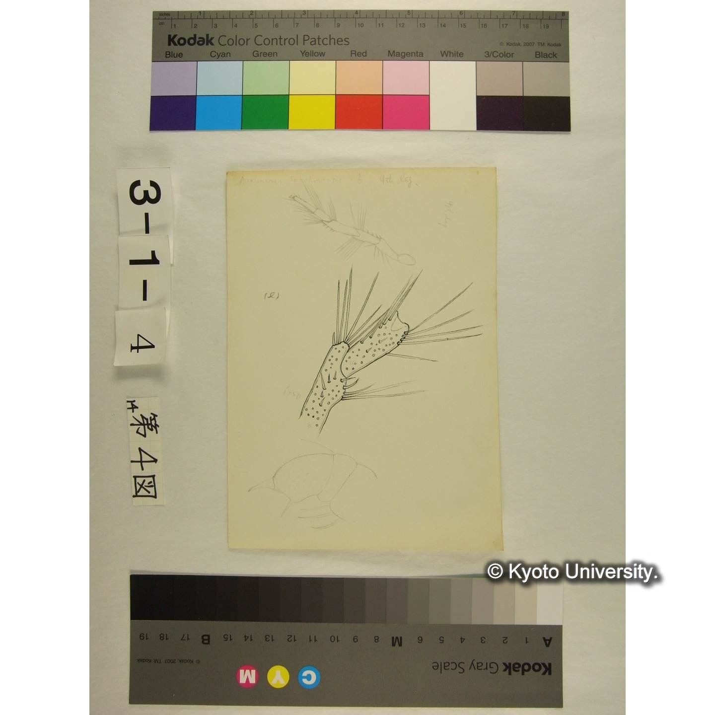 第4図 (スウチョウヨロイミズダニか) (4)