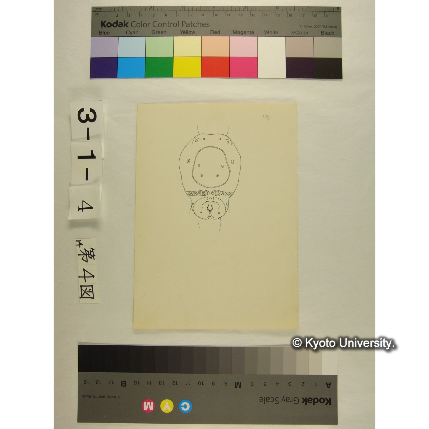 第4図 (スウチョウヨロイミズダニか) (5)