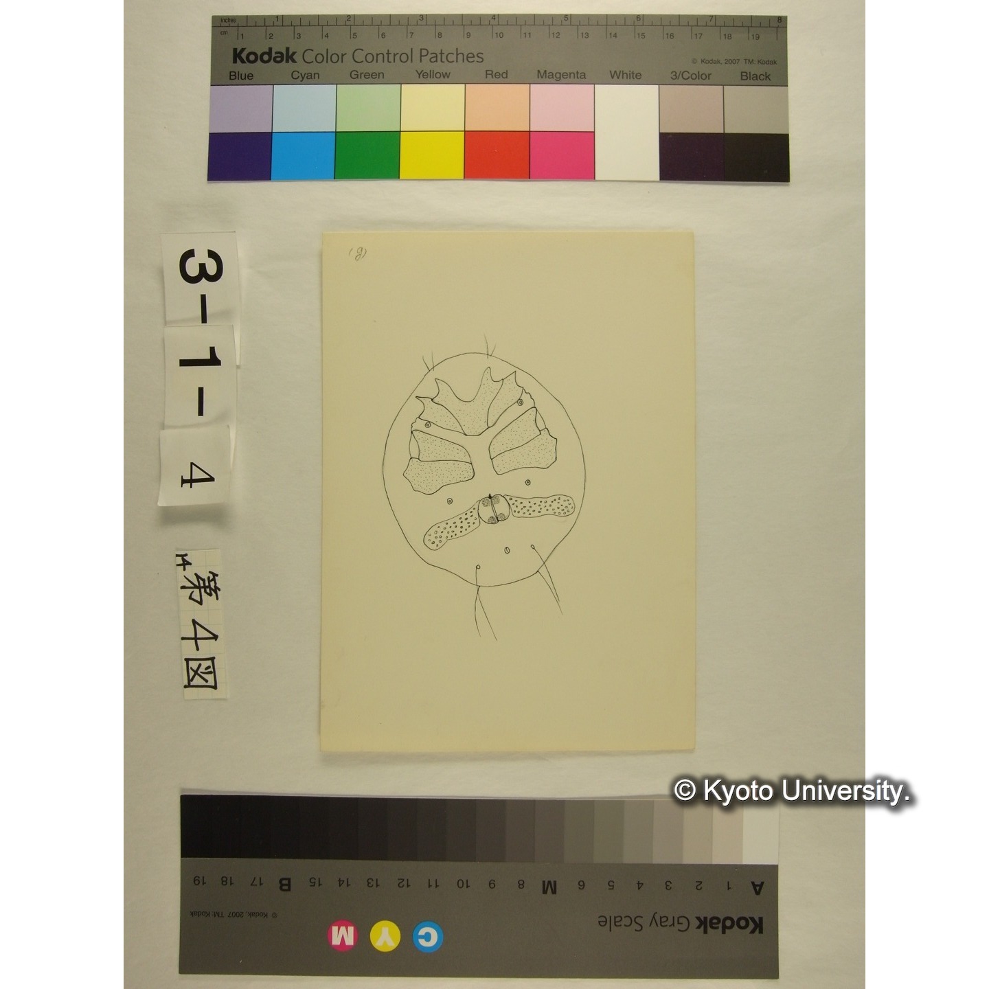 第4図 (スウチョウヨロイミズダニか) (9)