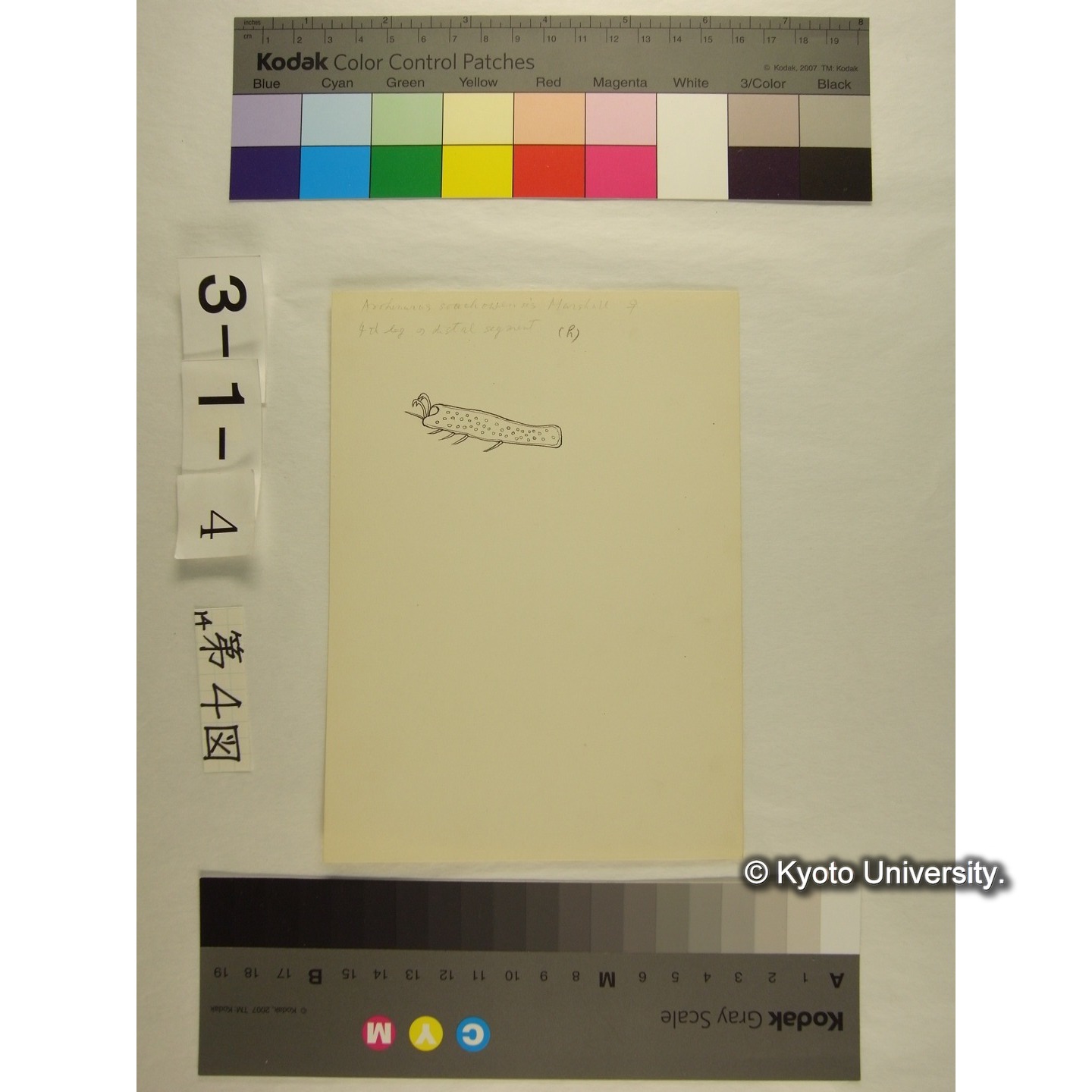 第4図 (スウチョウヨロイミズダニか) (10)