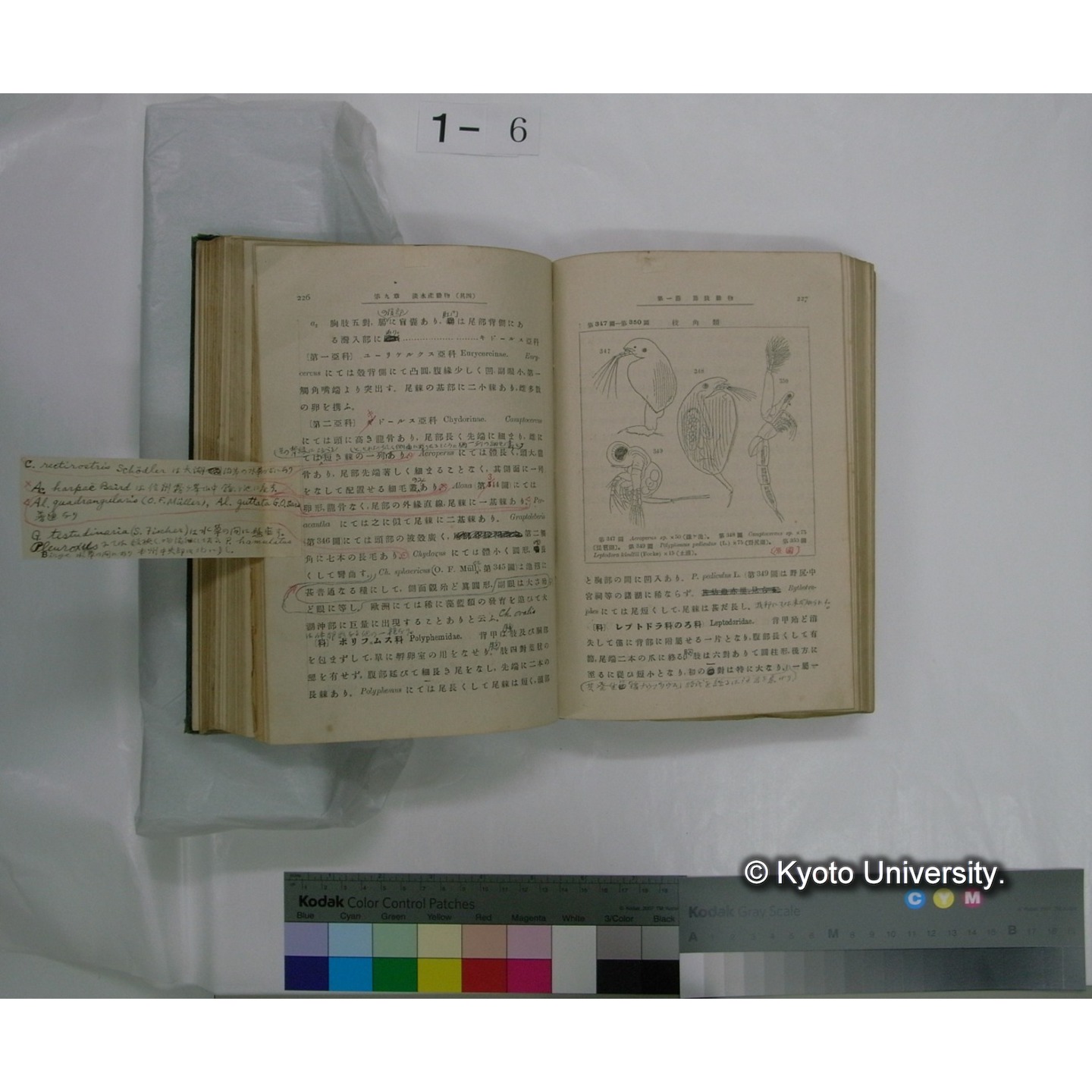 日本淡水生物学 上,下巻 / 川村多實二著 (13)